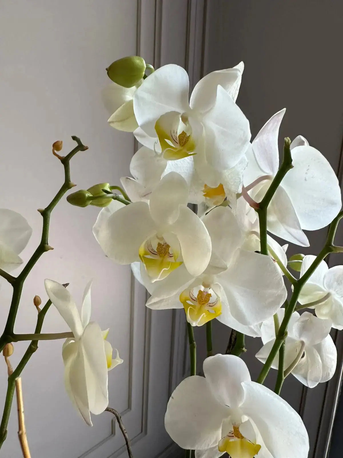 Phalaenopsis Pots (2 stems) - Snow flake 1magnolialane