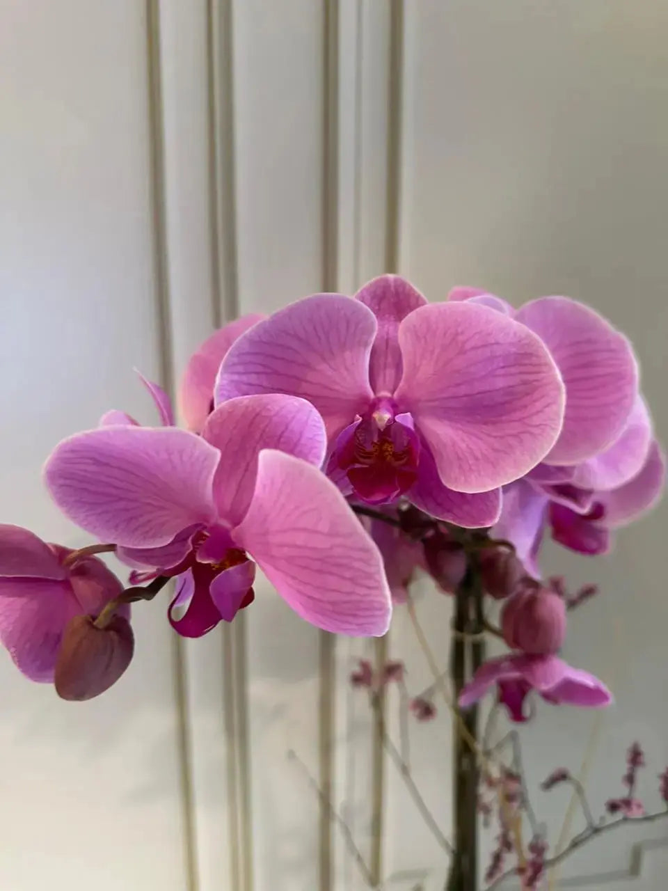 Phalaenopsis Plants (1 Stem) (Heartbreaker) 1magnolialane