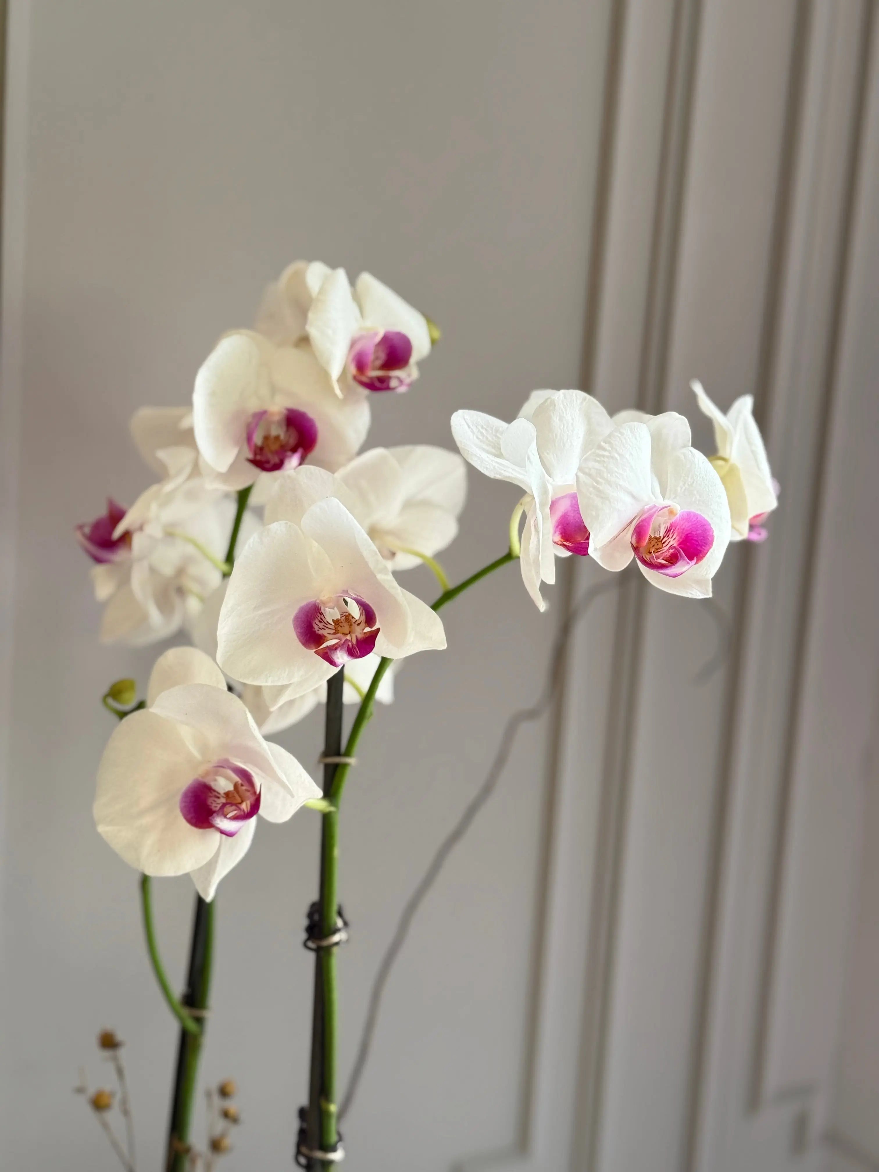 Phalaenopsis Pots - 2 stems 1magnolialane