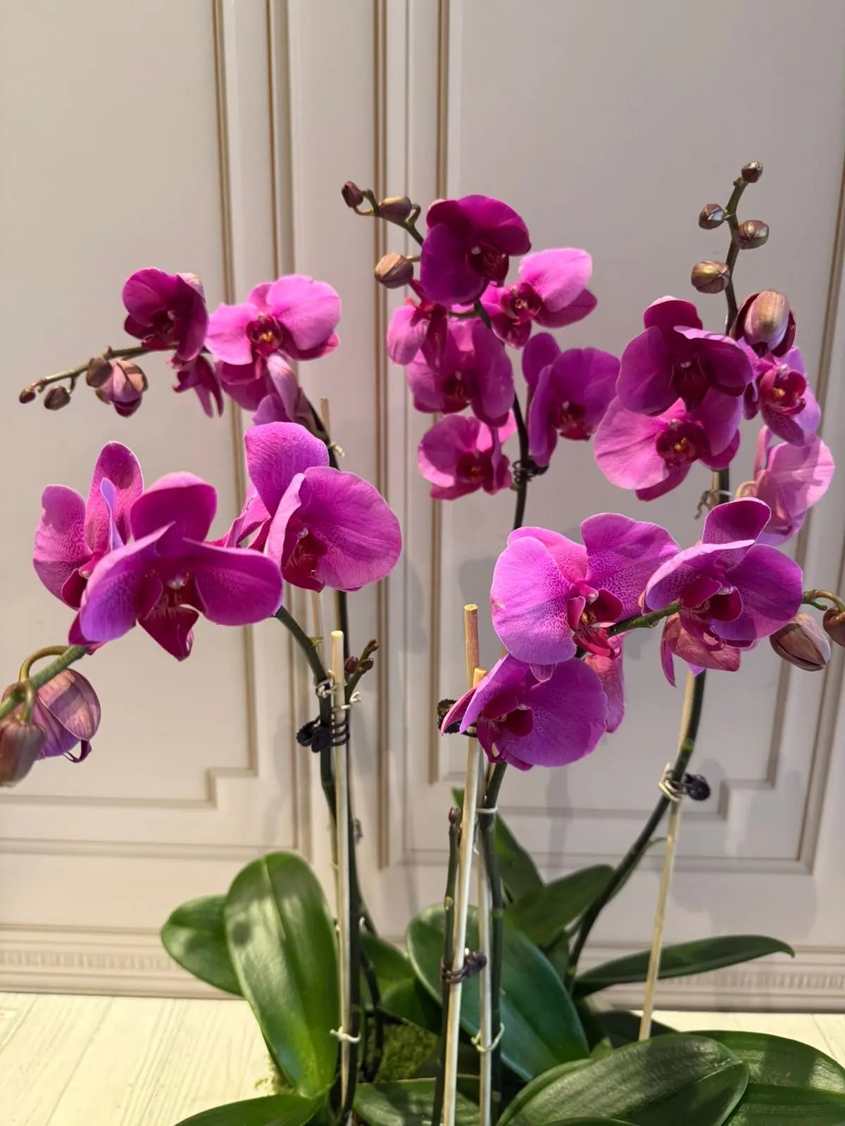 Phalaenopsis Pots - (5 Stems) Dark Pink Majestic 1magnolialane