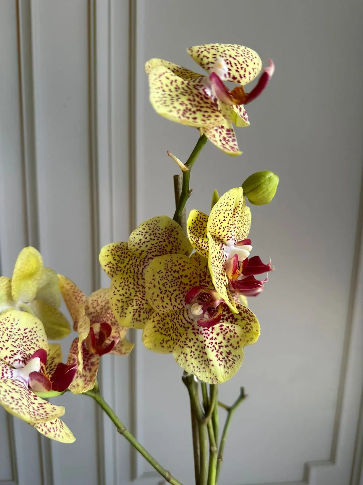 Phalaenopsis Pots (2 stems) - Fancy Freckles 1magnolialane