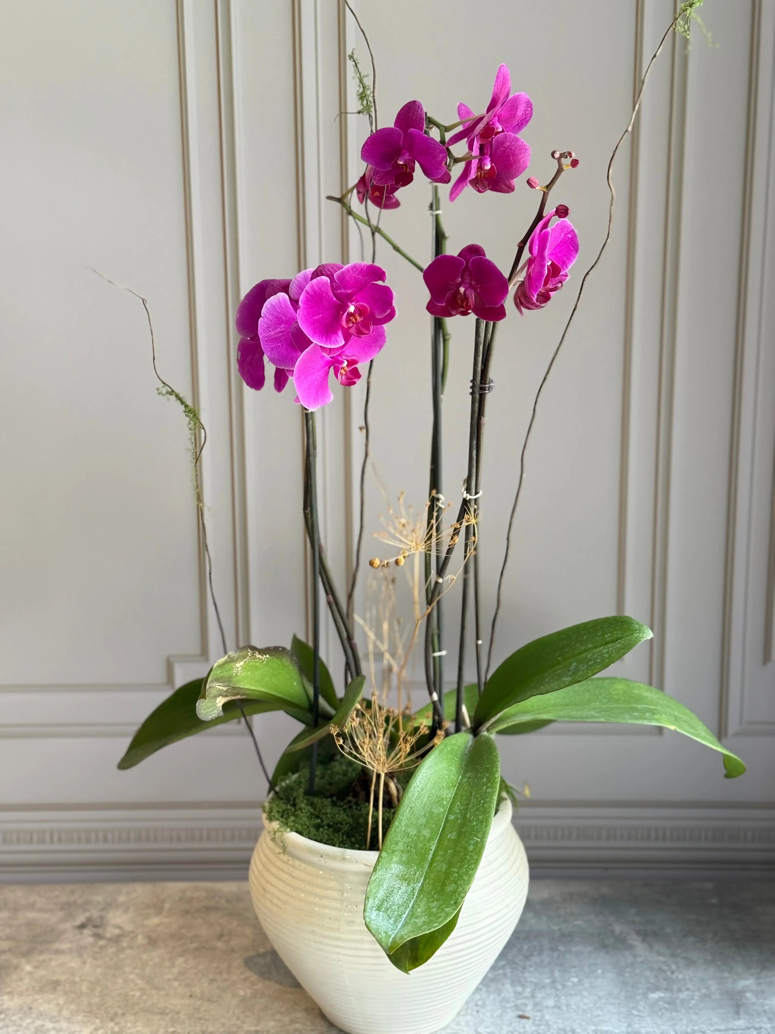 Phalaenopsis Pots - 3 stems 1magnolialane