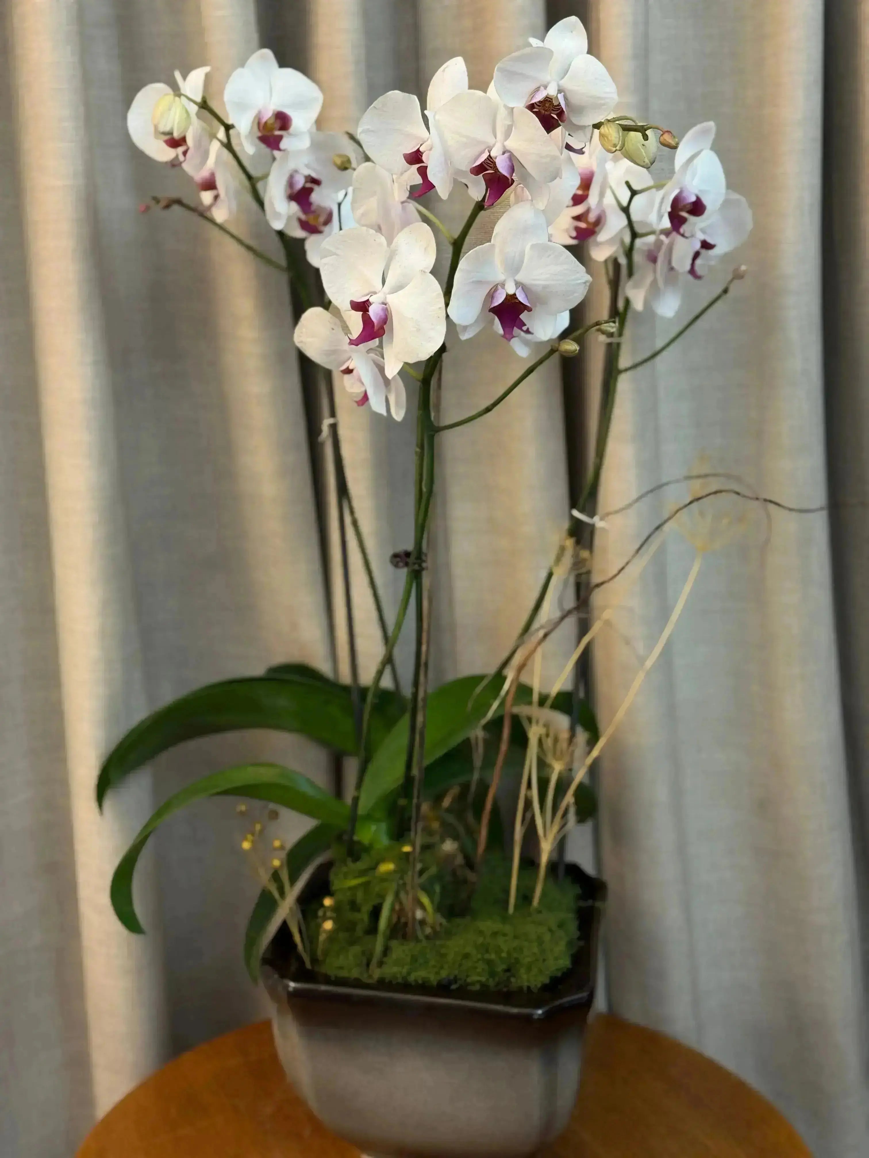Phalaenopsis Pots - 3 stems 1magnolialane