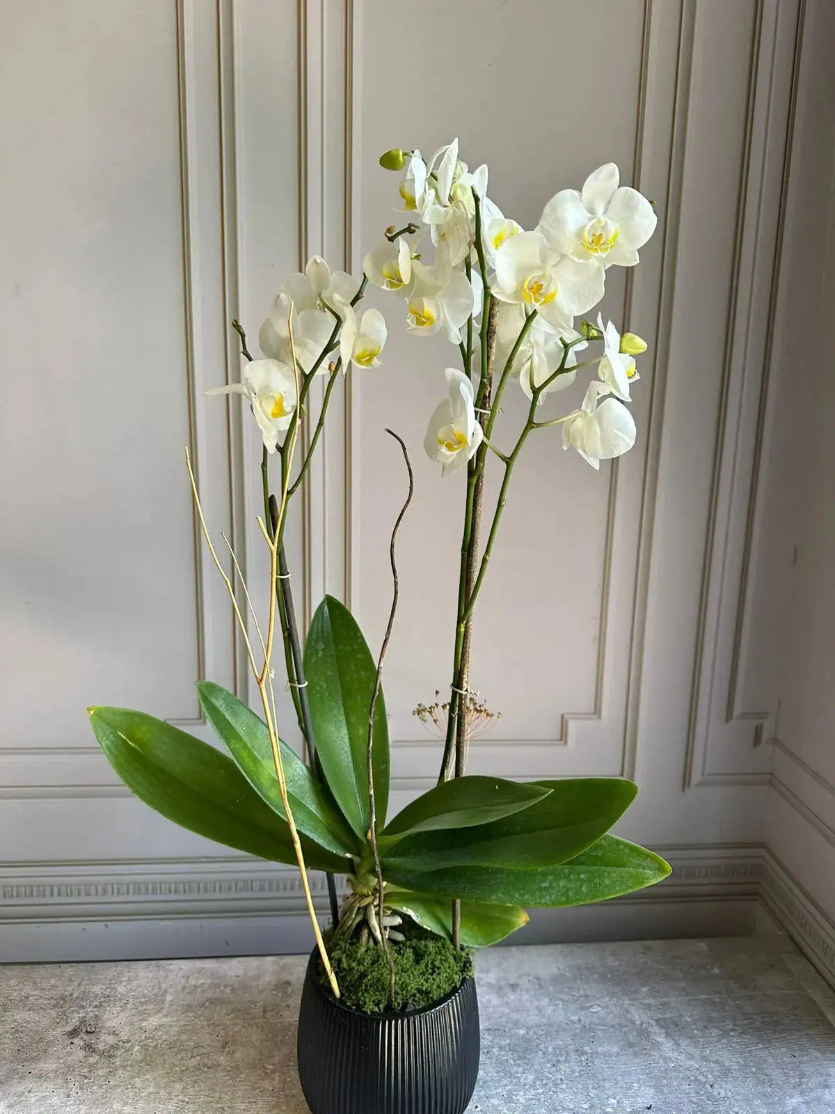 Phalaenopsis Pots (2 stems) - Snow flake 1magnolialane