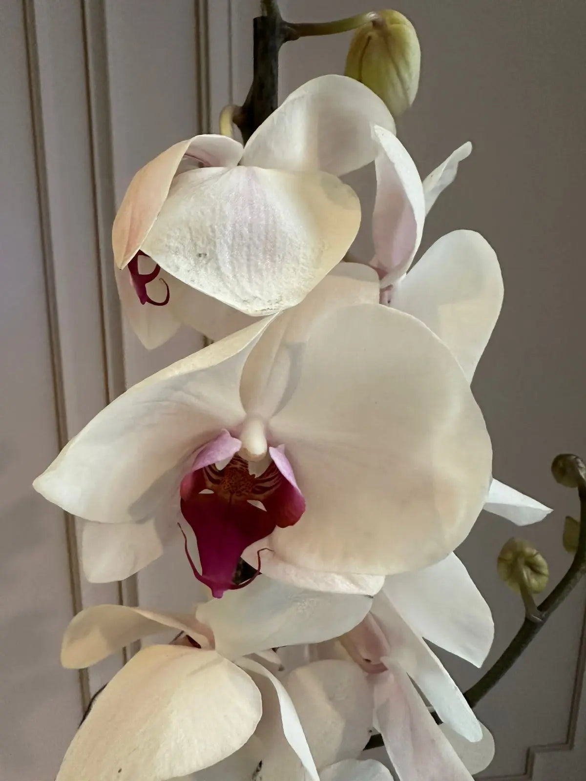 Phalaenopsis Plants (1 Stem) (Winter Love) 1magnolialane