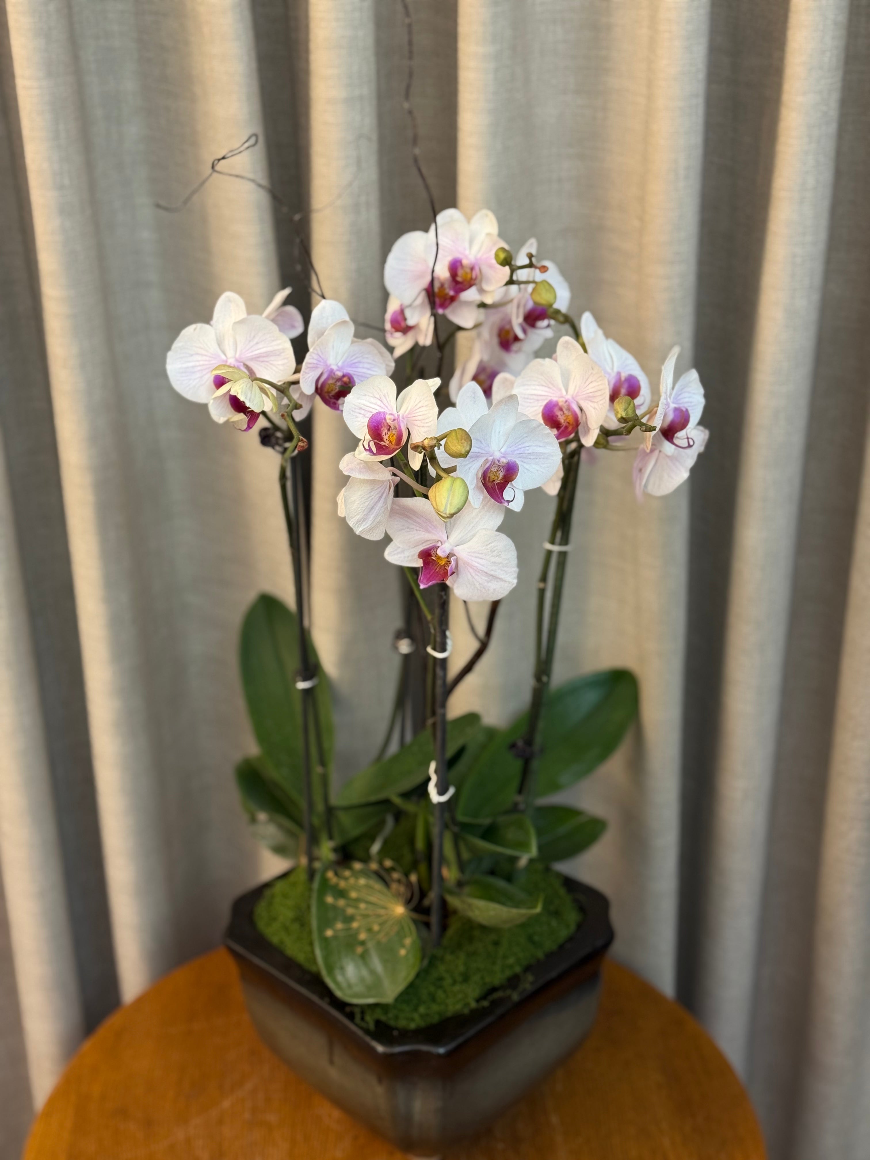 Phalaenopsis Plants - White with pink center