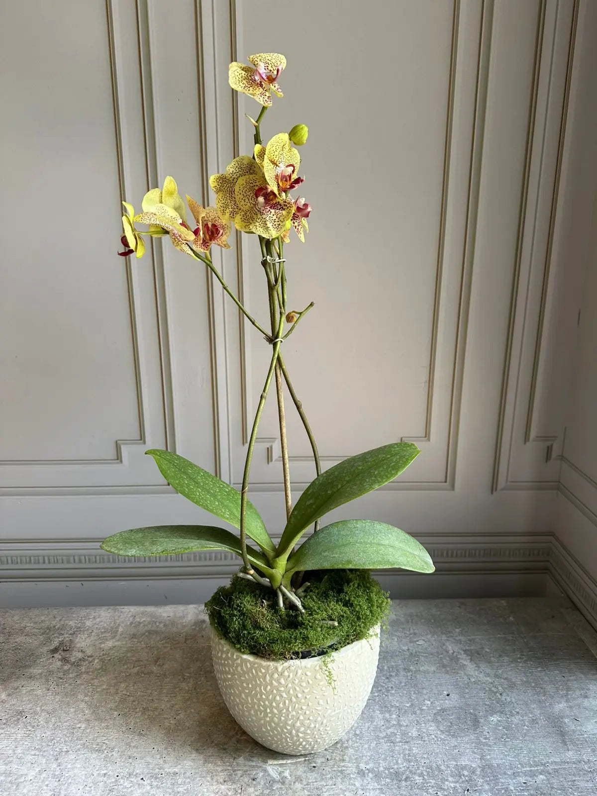 Phalaenopsis Pots (2 stems) - Fancy Freckles 1magnolialane