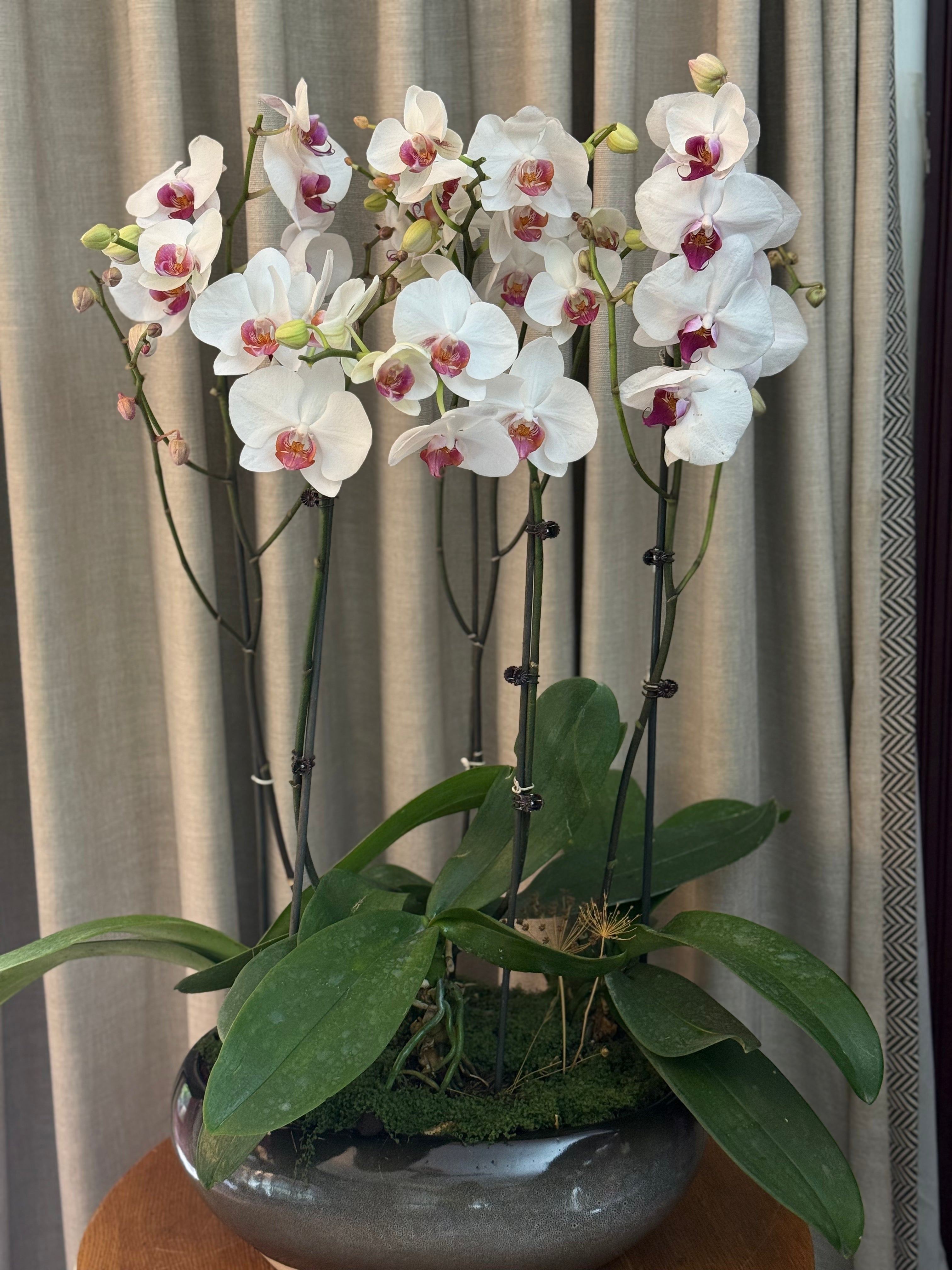 Phalaenopsis Plants - White with pink center