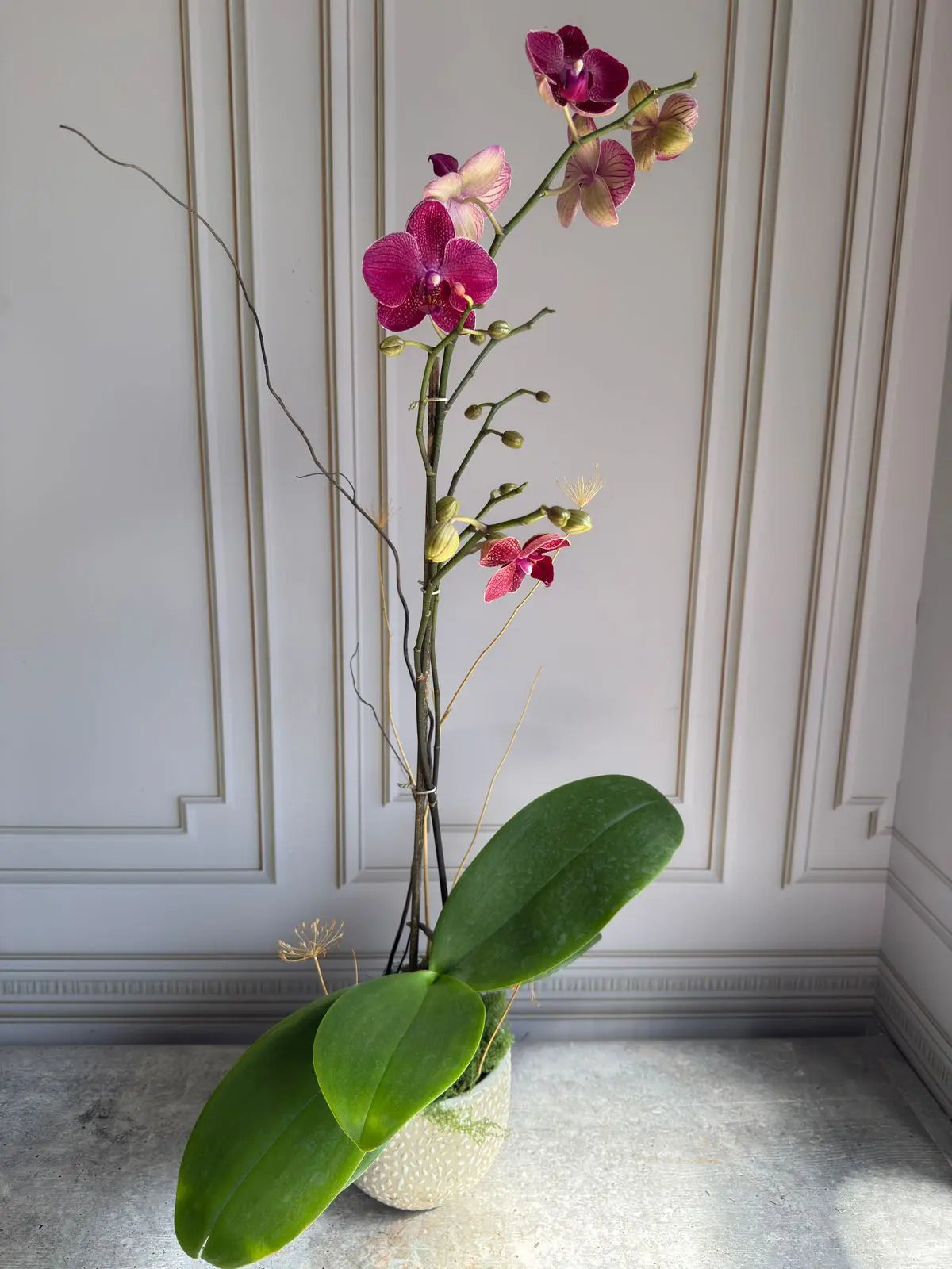 Phalaenopsis Plants (1 Stem) 7 1magnolialane