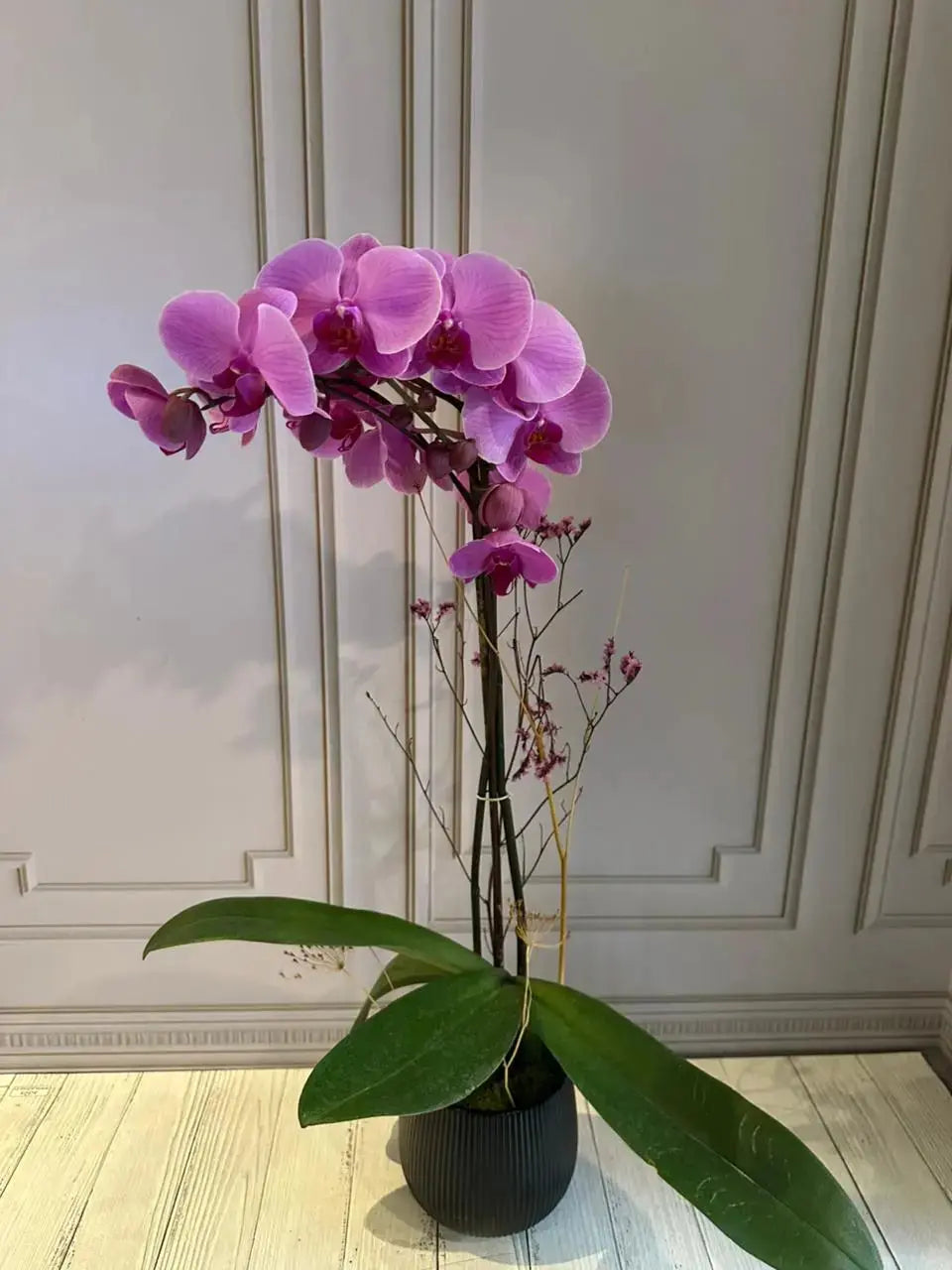 Phalaenopsis Plants (1 Stem) (Heartbreaker) 1magnolialane