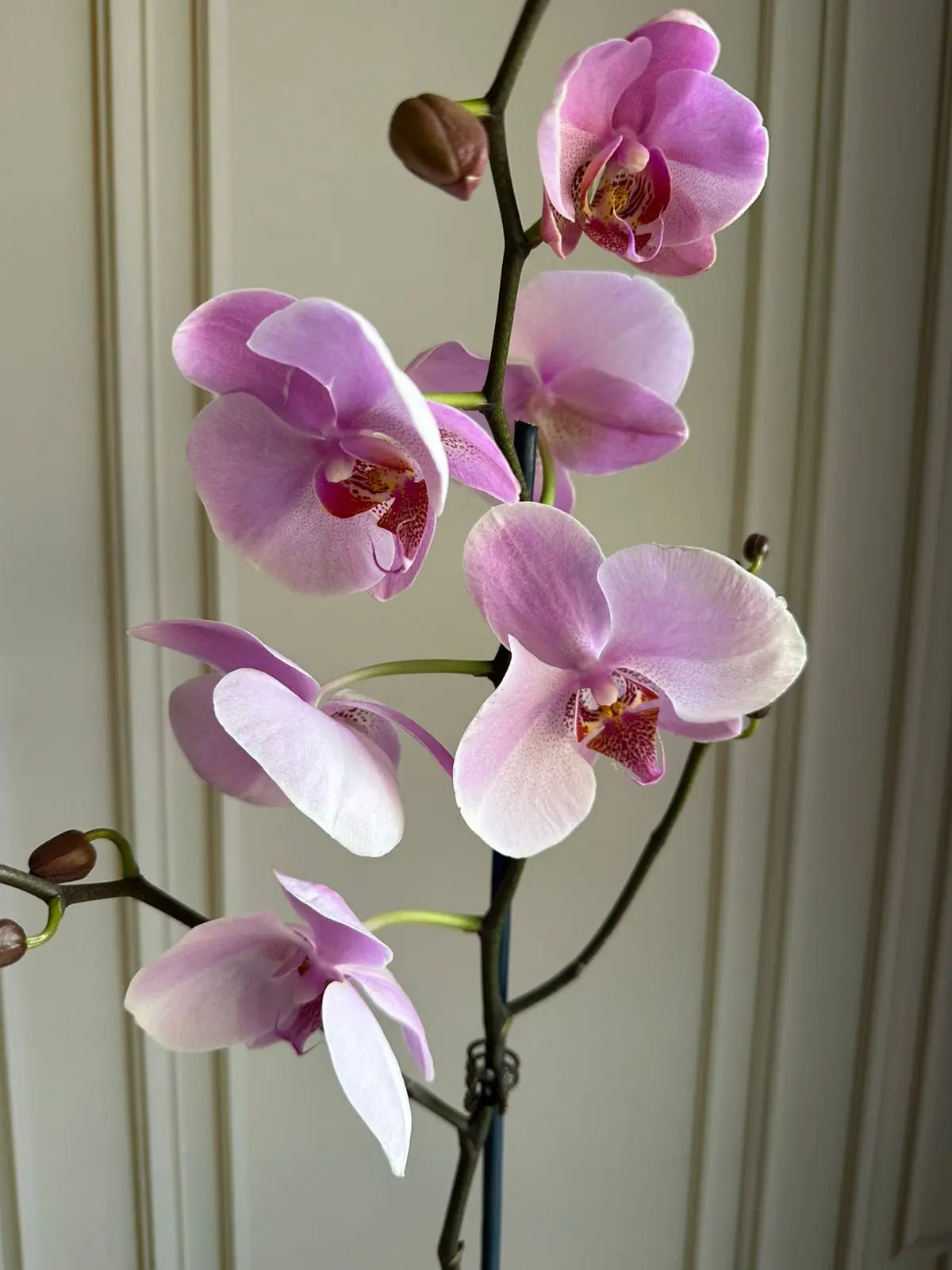 Phalaenopsis Plants (1 Stem) Light Pink2 1magnolialane