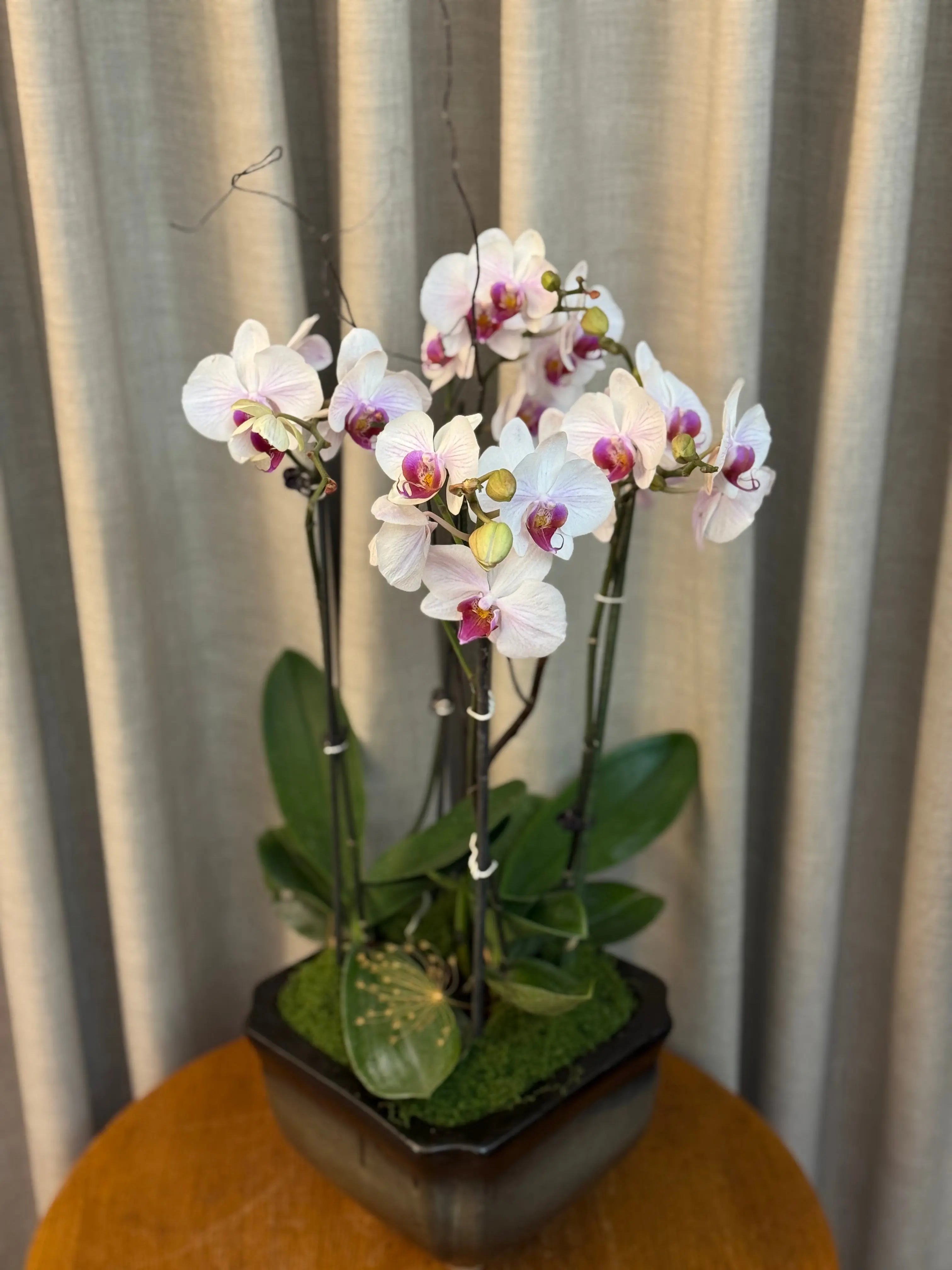 Phalaenopsis Pots - 4 stems Winter Love 1magnolialane