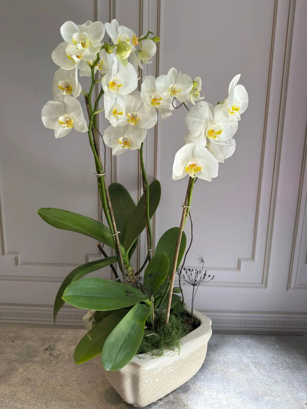 Phalaenopsis Pots (3 stems) 1magnolialane