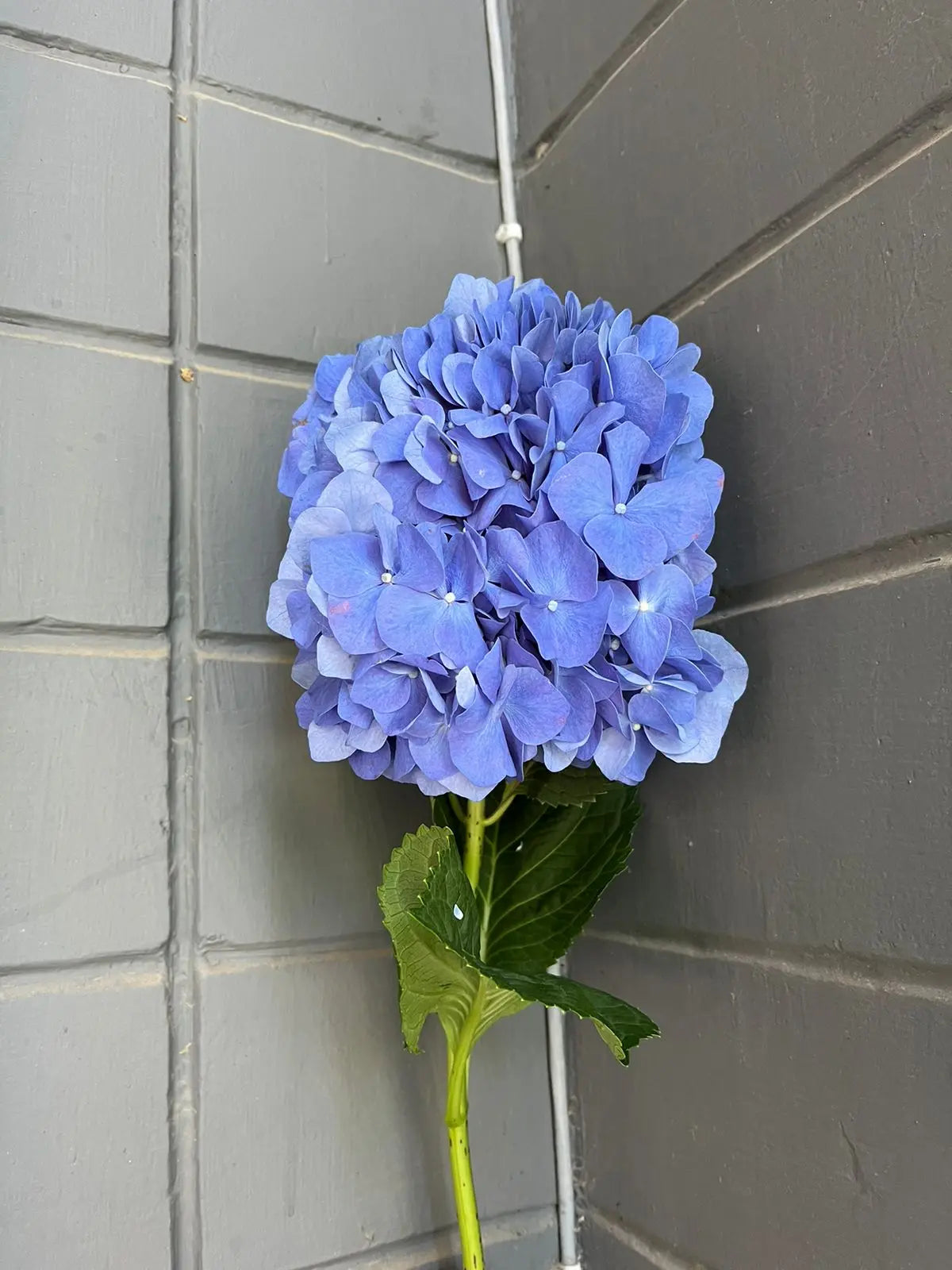 Hydrangea 1magnolialane