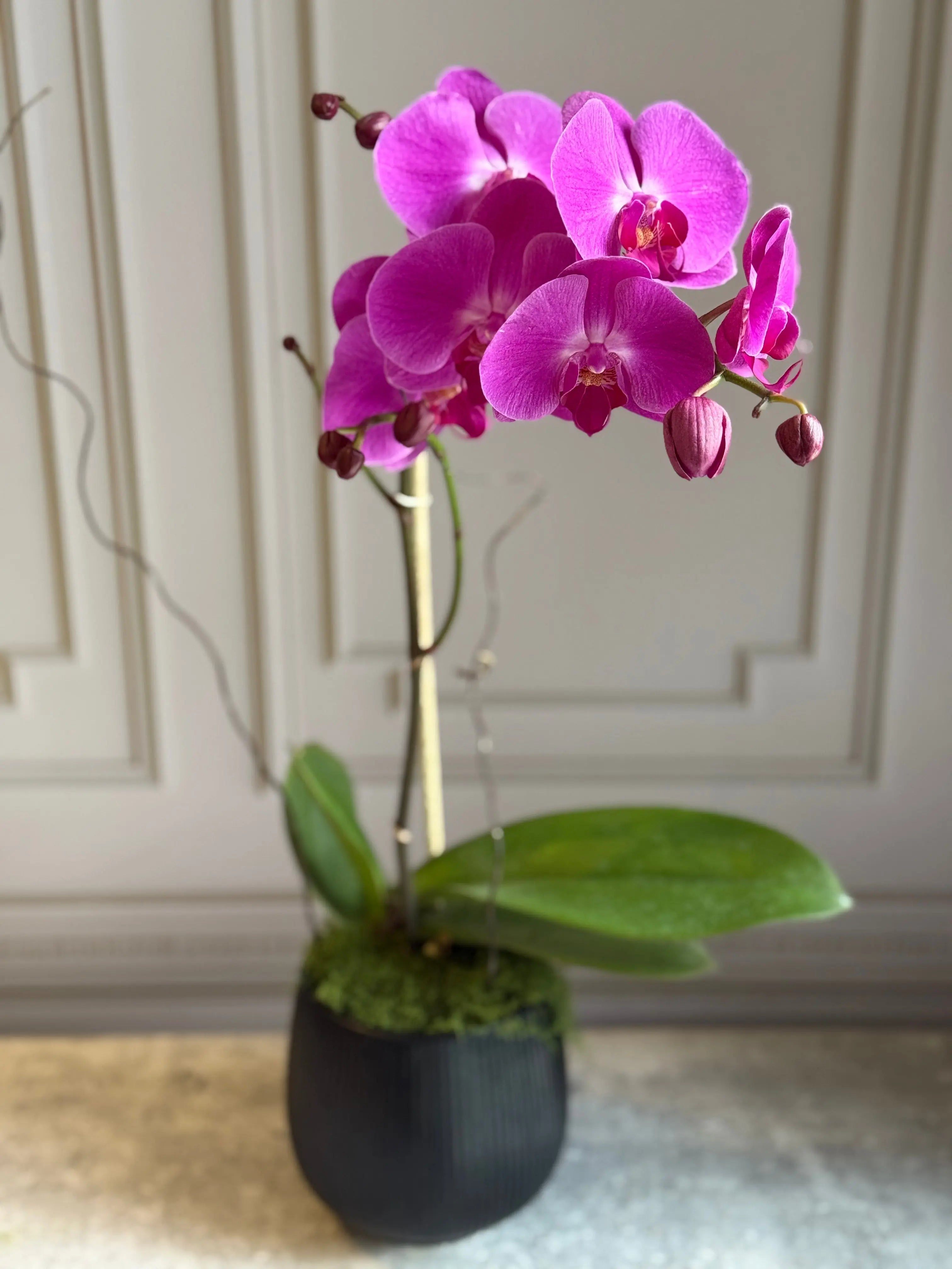 Phalaenopsis Pots - 1 Stem 1magnolialane