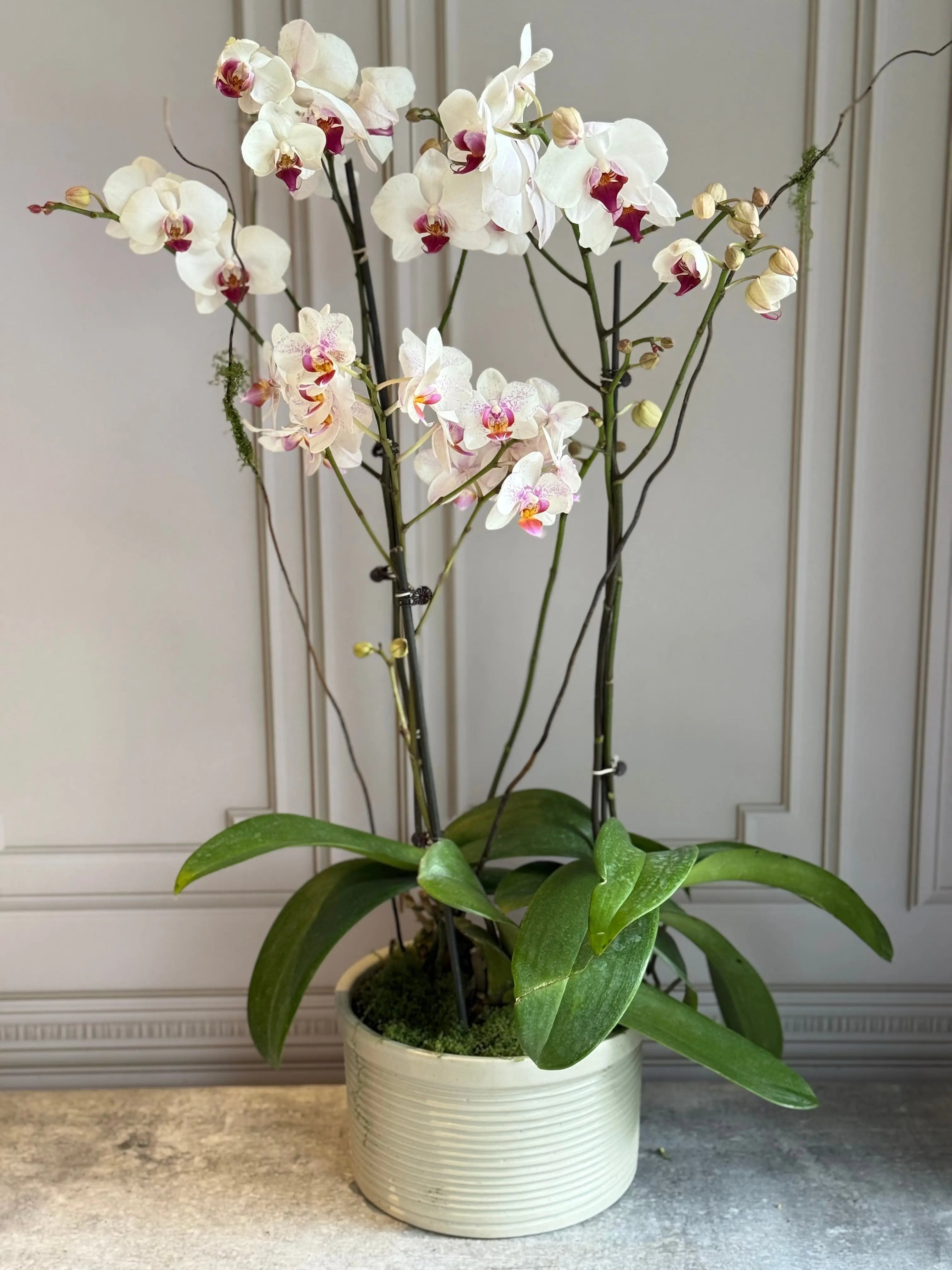 Phalaenopsis Pots - 3 stems 1magnolialane
