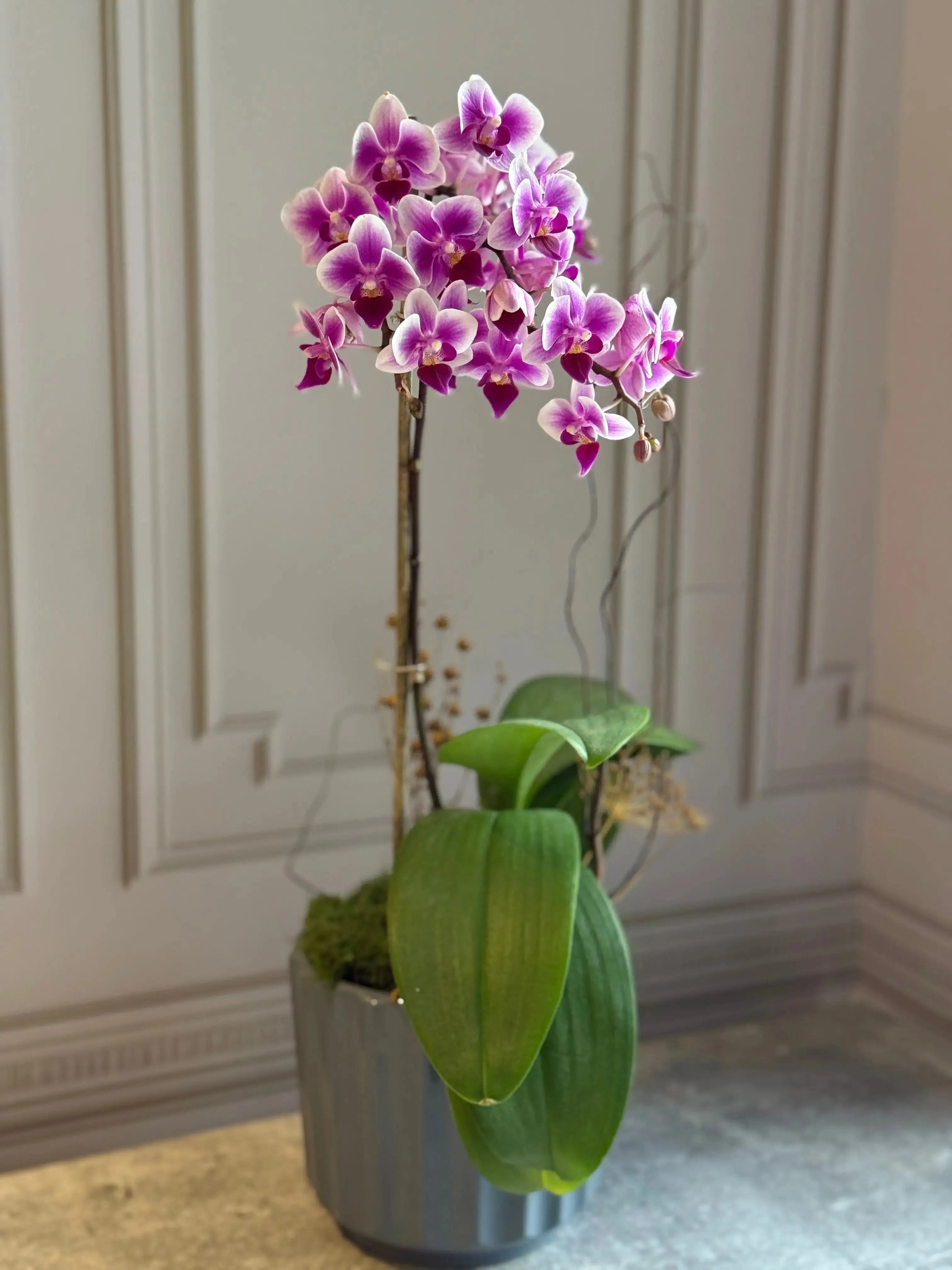 Phalaenopsis Pots - 1 Stem 1magnolialane