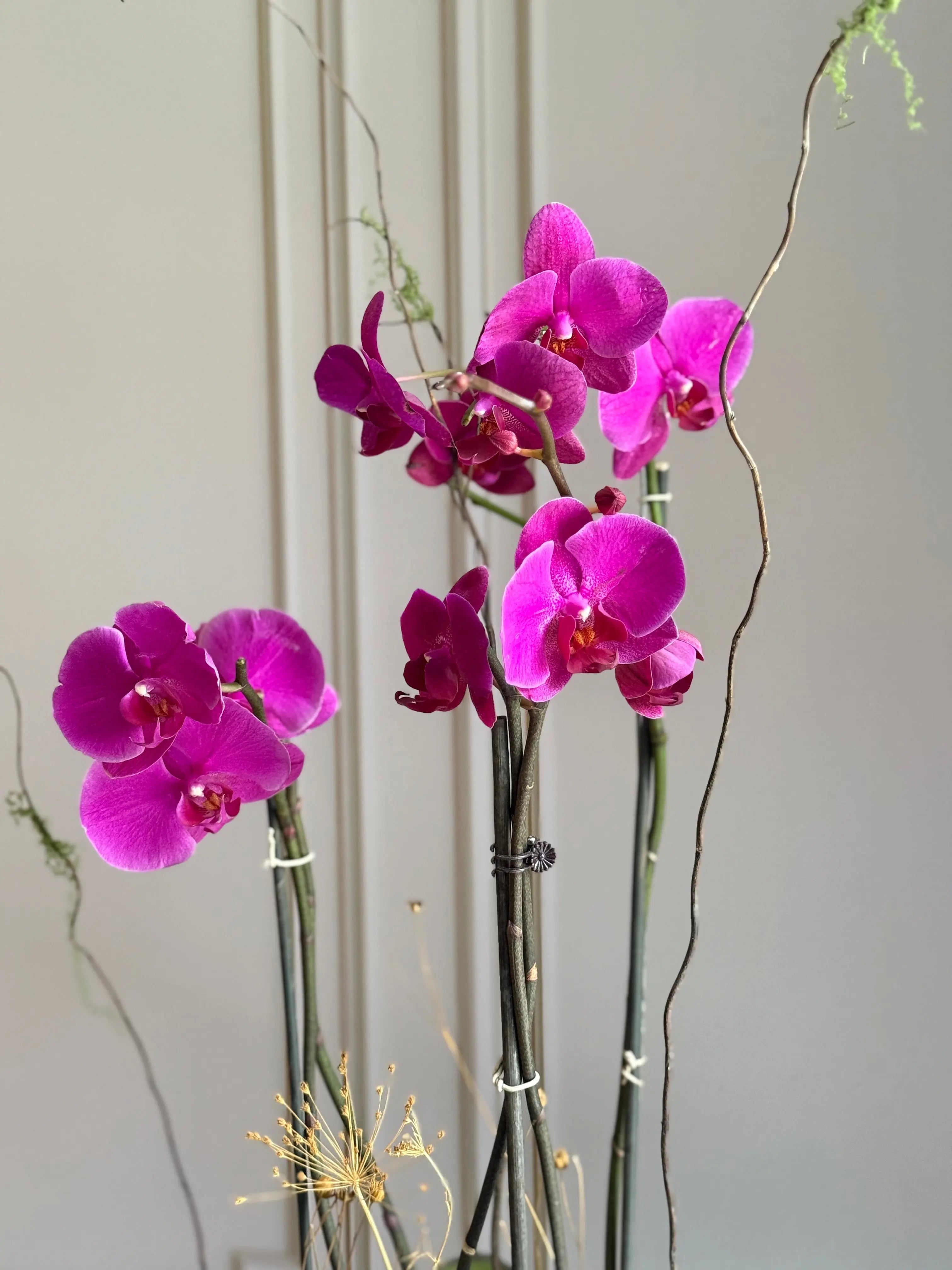 Phalaenopsis Pots - 3 stems 1magnolialane