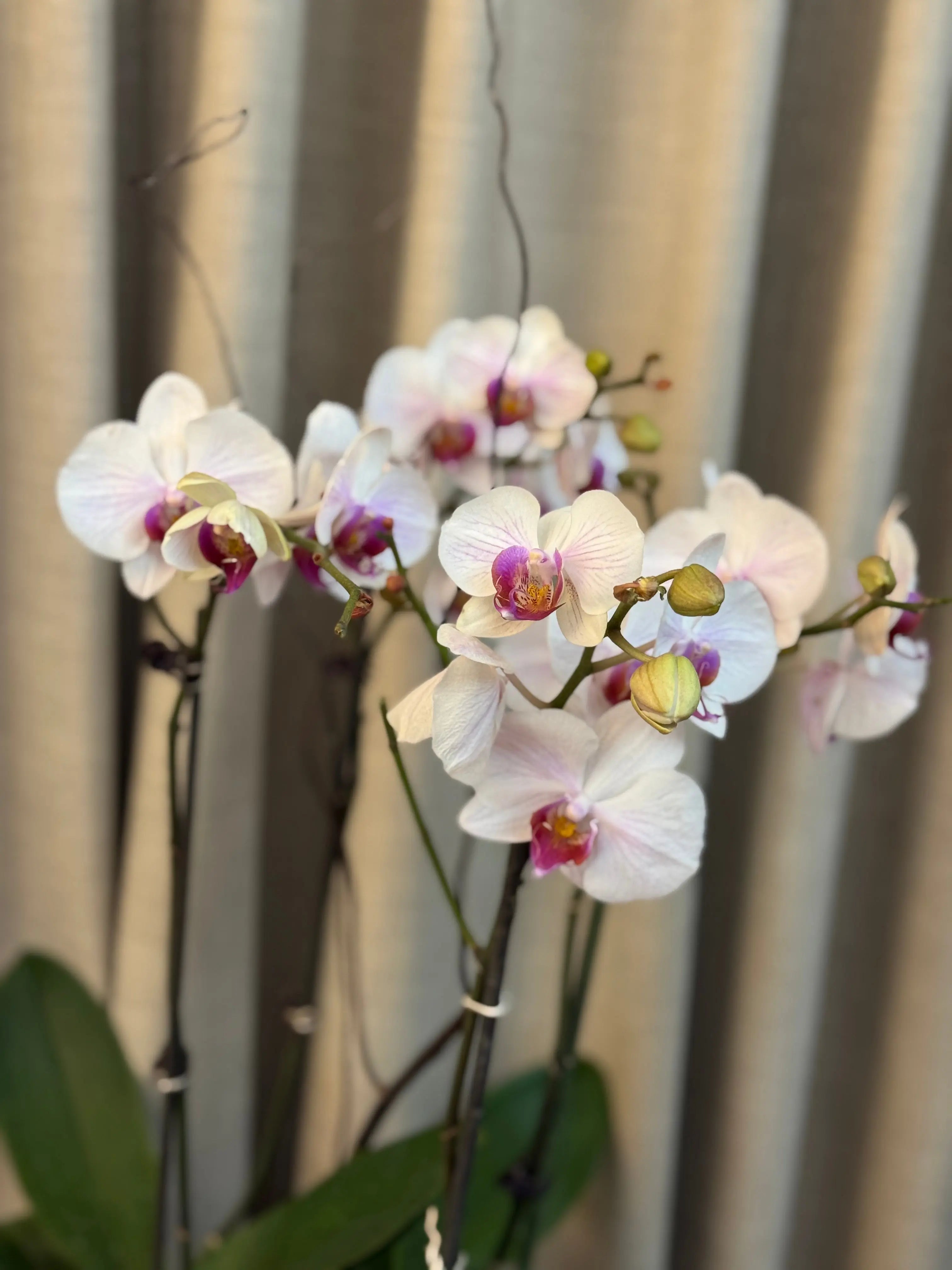 Phalaenopsis Pots - 4 stems Winter Love 1magnolialane