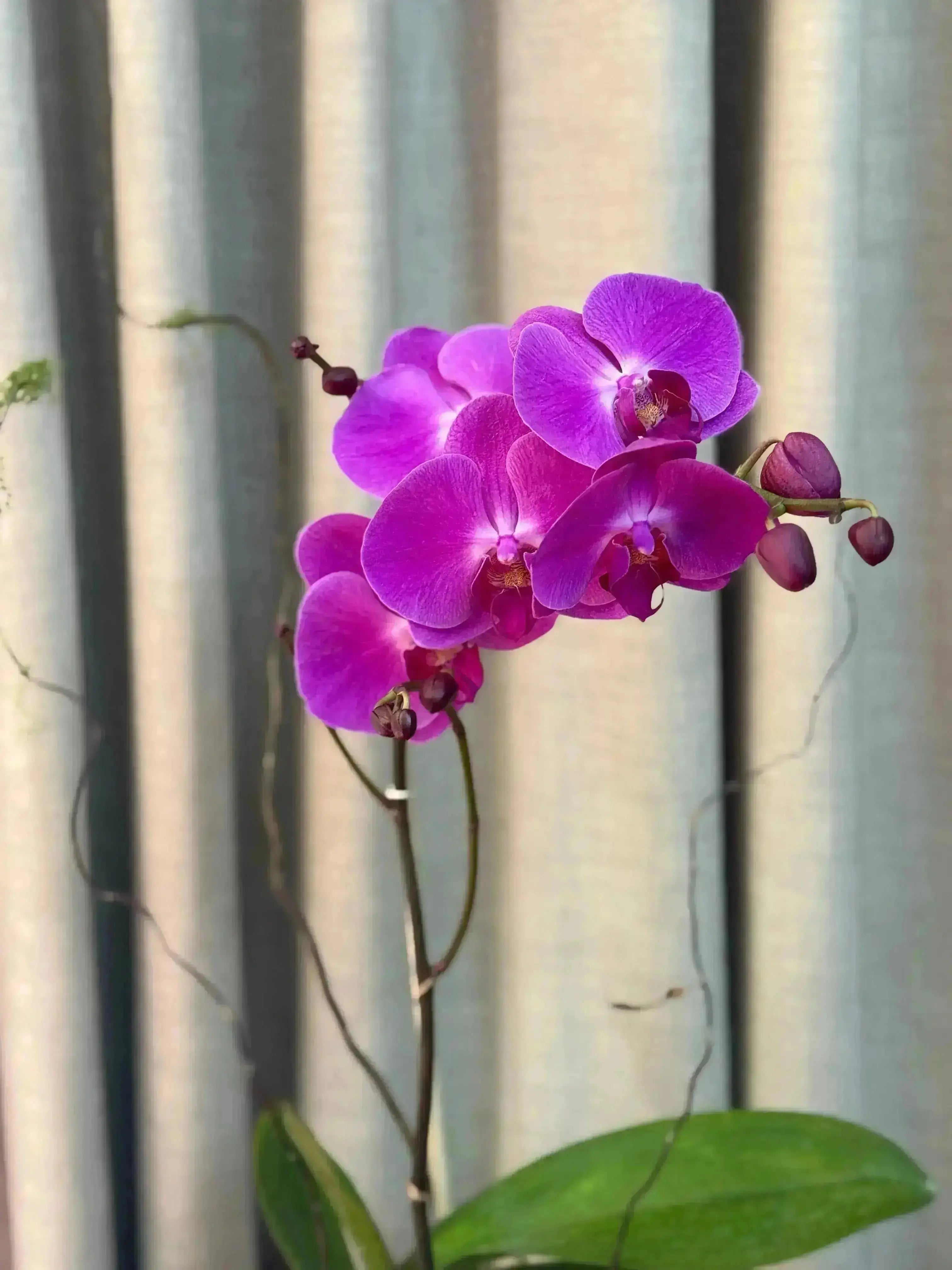 Phalaenopsis Pots - 1 Stem 1magnolialane