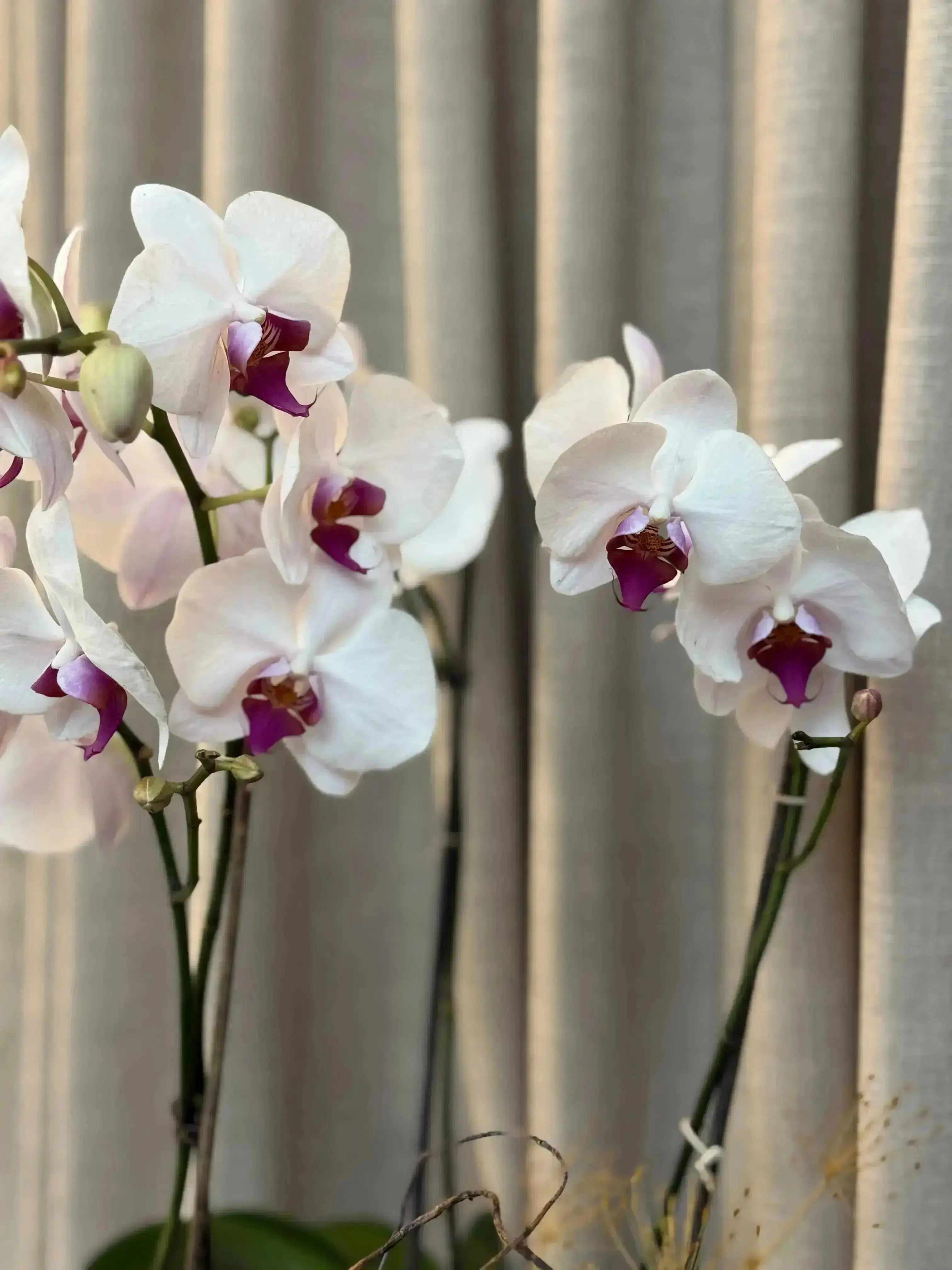 Phalaenopsis Pots - 3 stems 1magnolialane