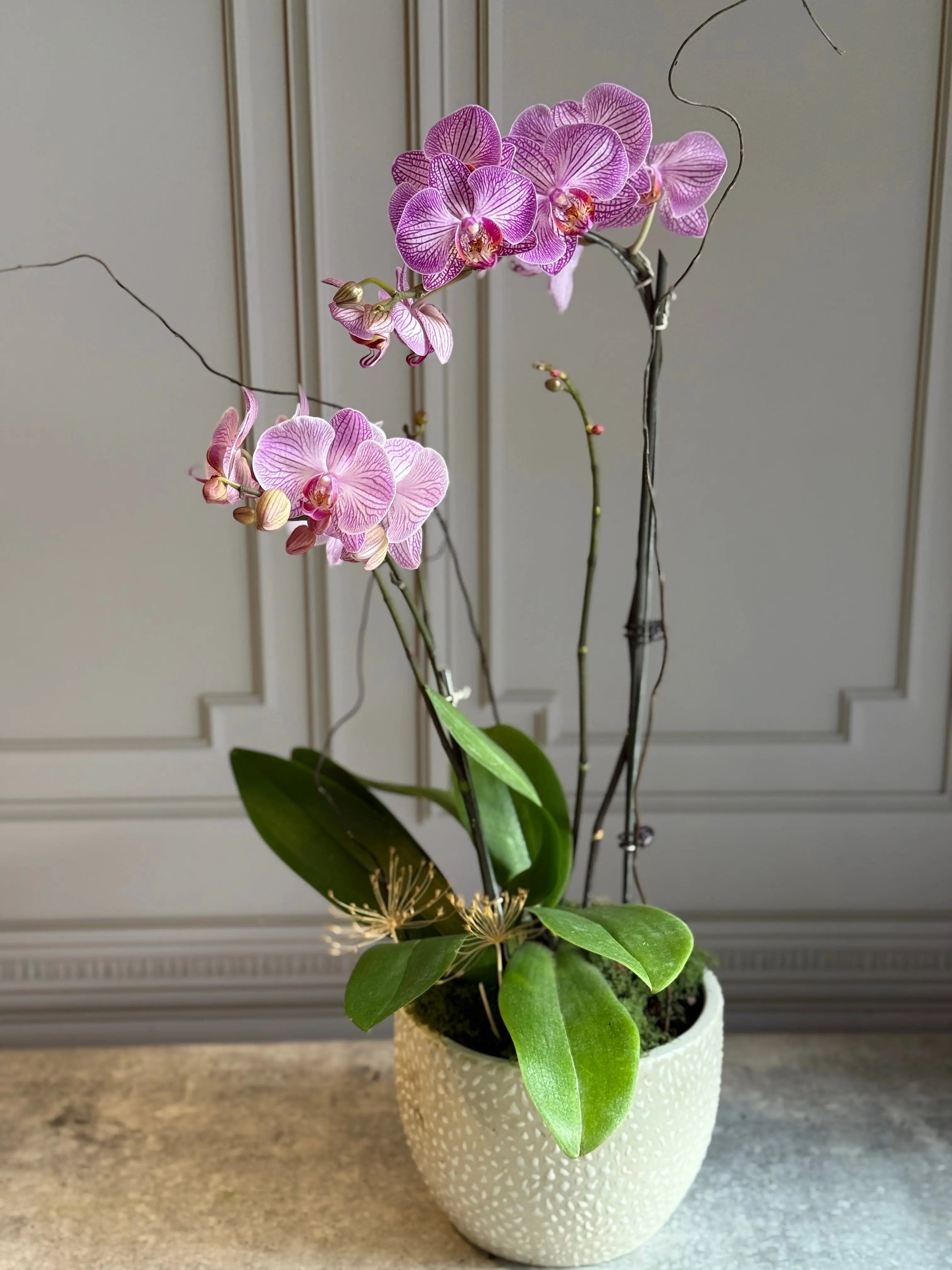 Phalaenopsis Pots - 2 stems 1magnolialane