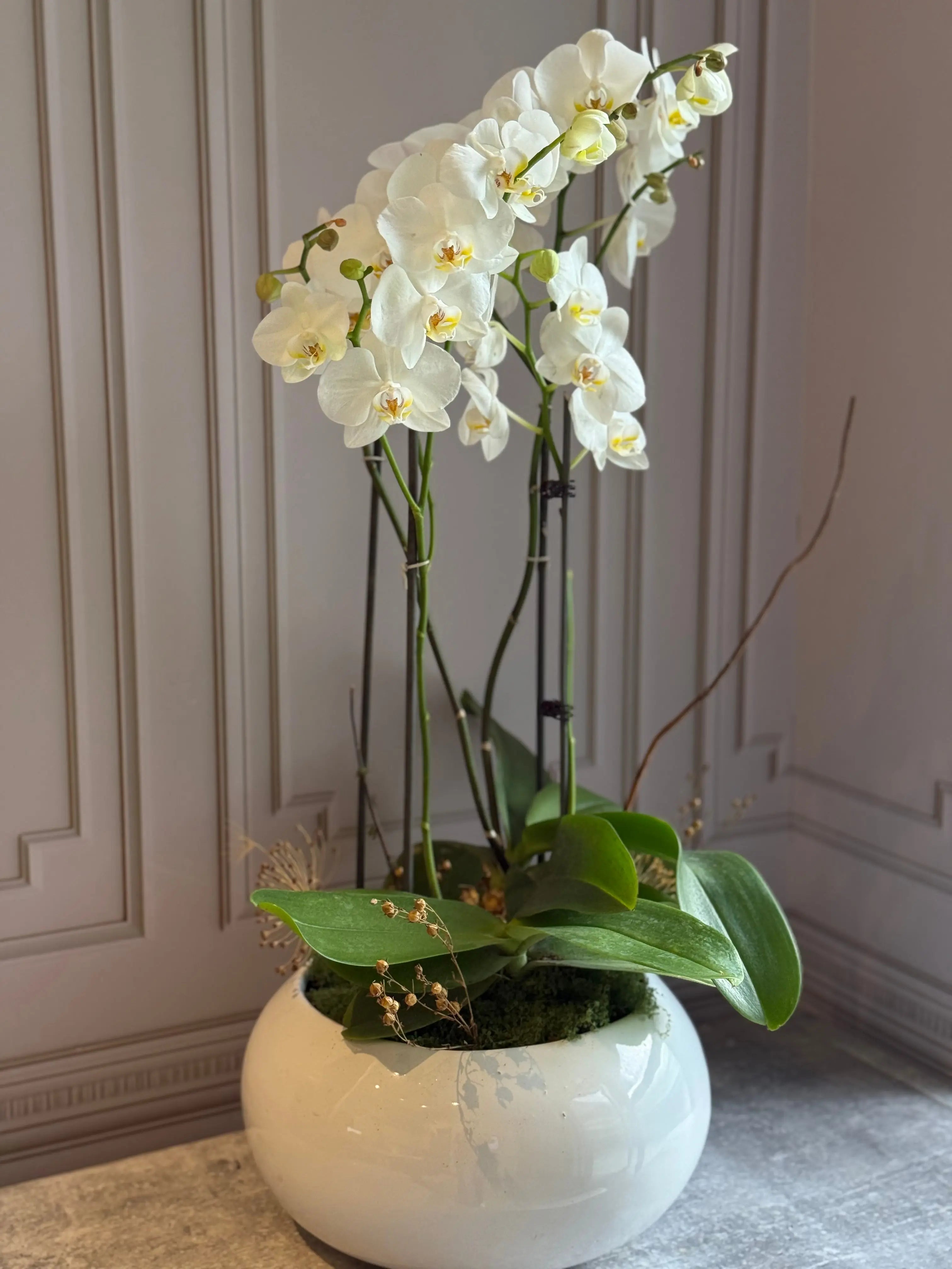 Phalaenopsis Pots - 4 stems 1magnolialane