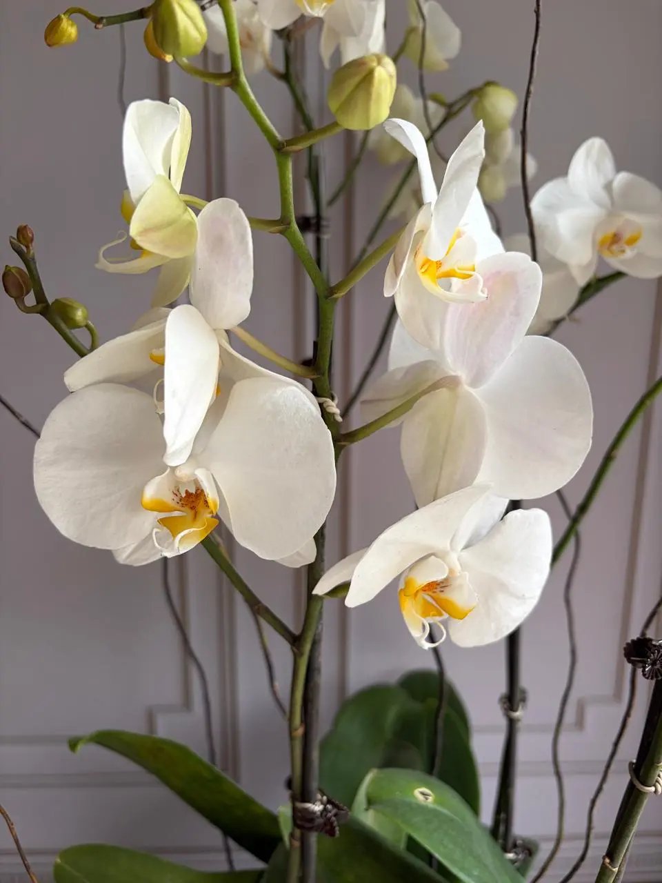 Phalaenopsis Pots - (4 Stems) White/ White Punch 1magnolialane