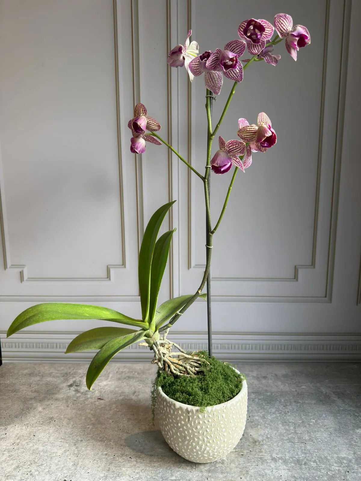 Phalaenopsis Plants (1 Stem) 5 1magnolialane