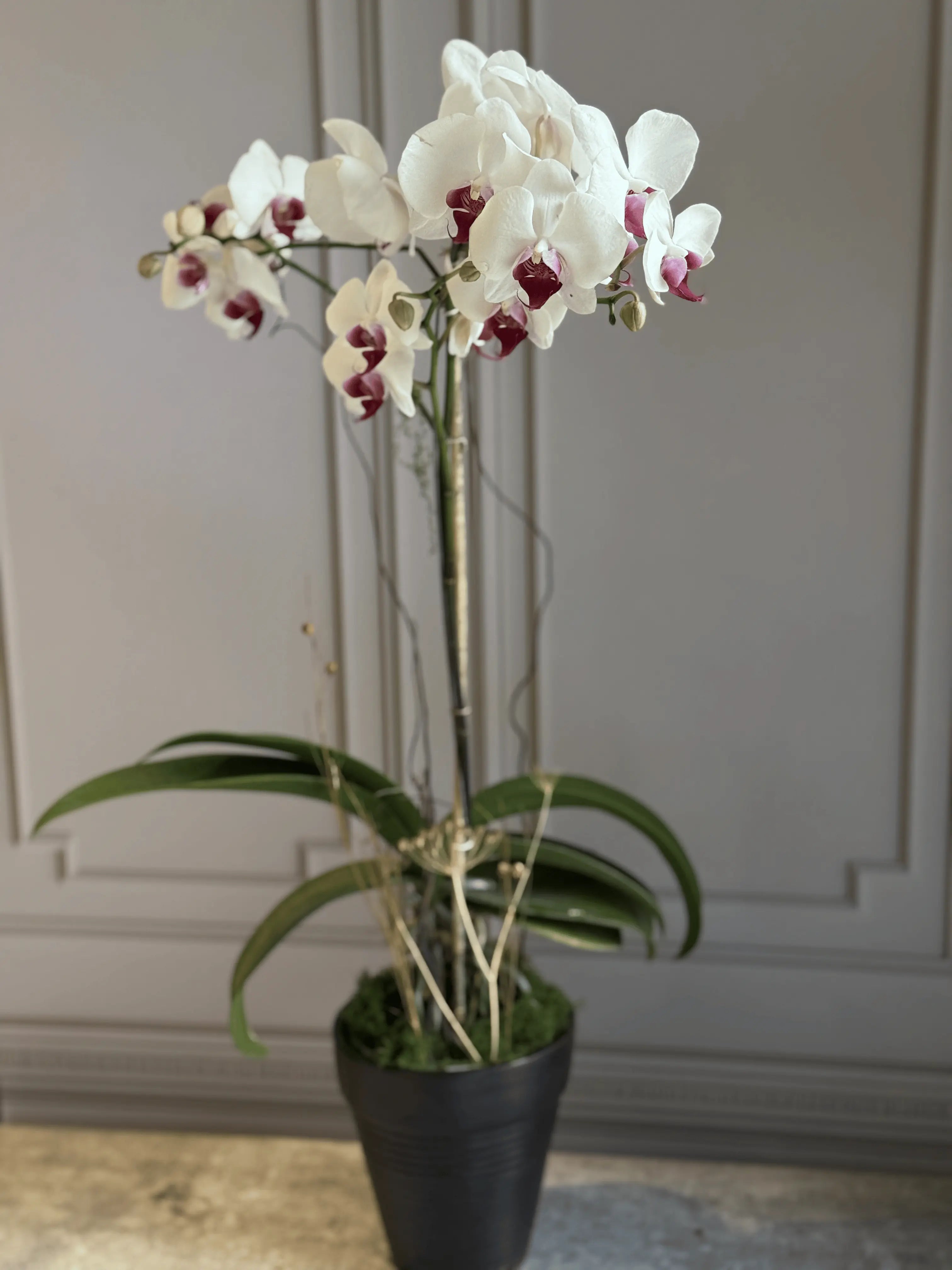 Phalaenopsis Pots. - 1 Stem 1magnolialane