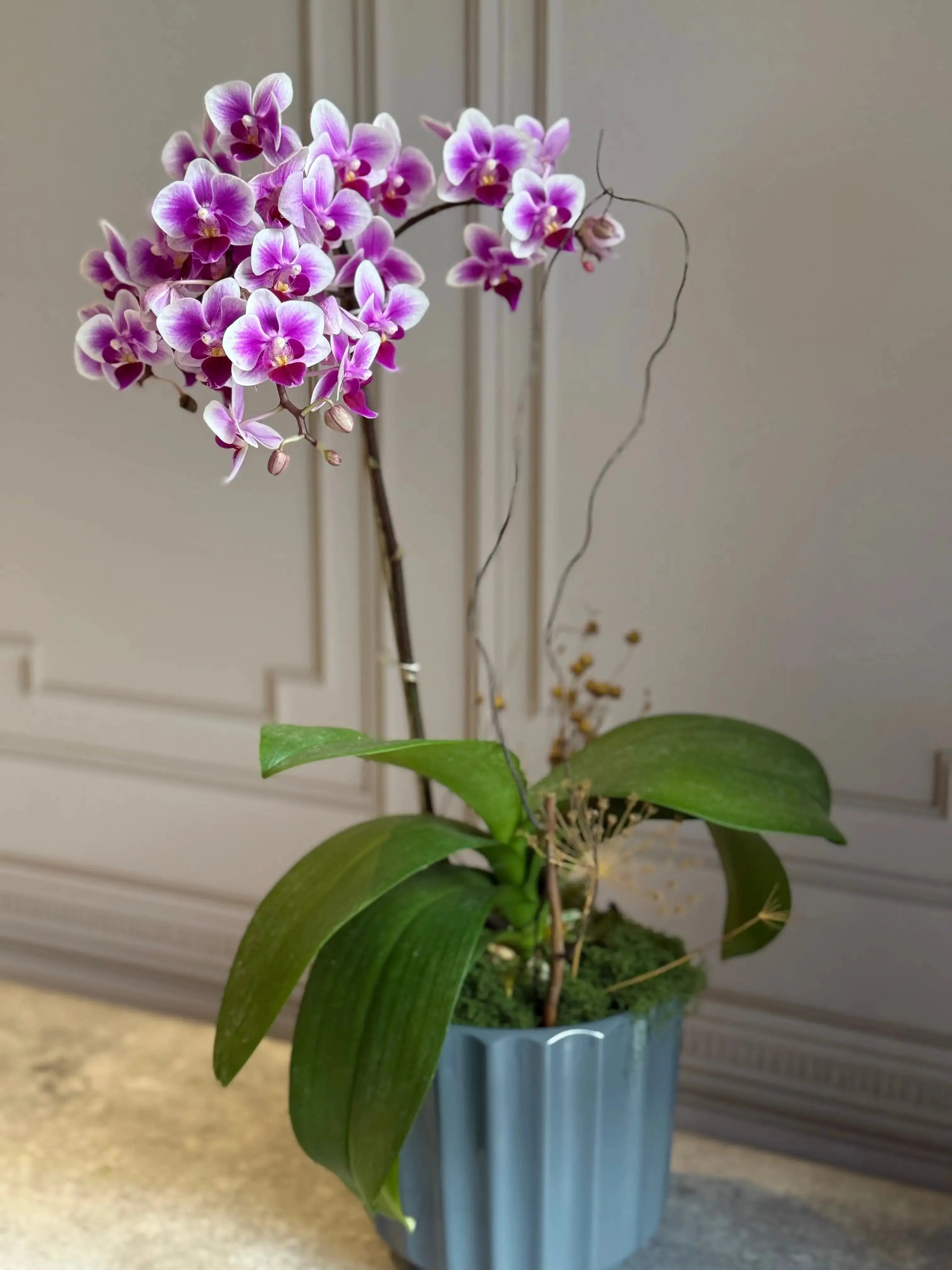 Phalaenopsis Pots - 1 Stem 1magnolialane