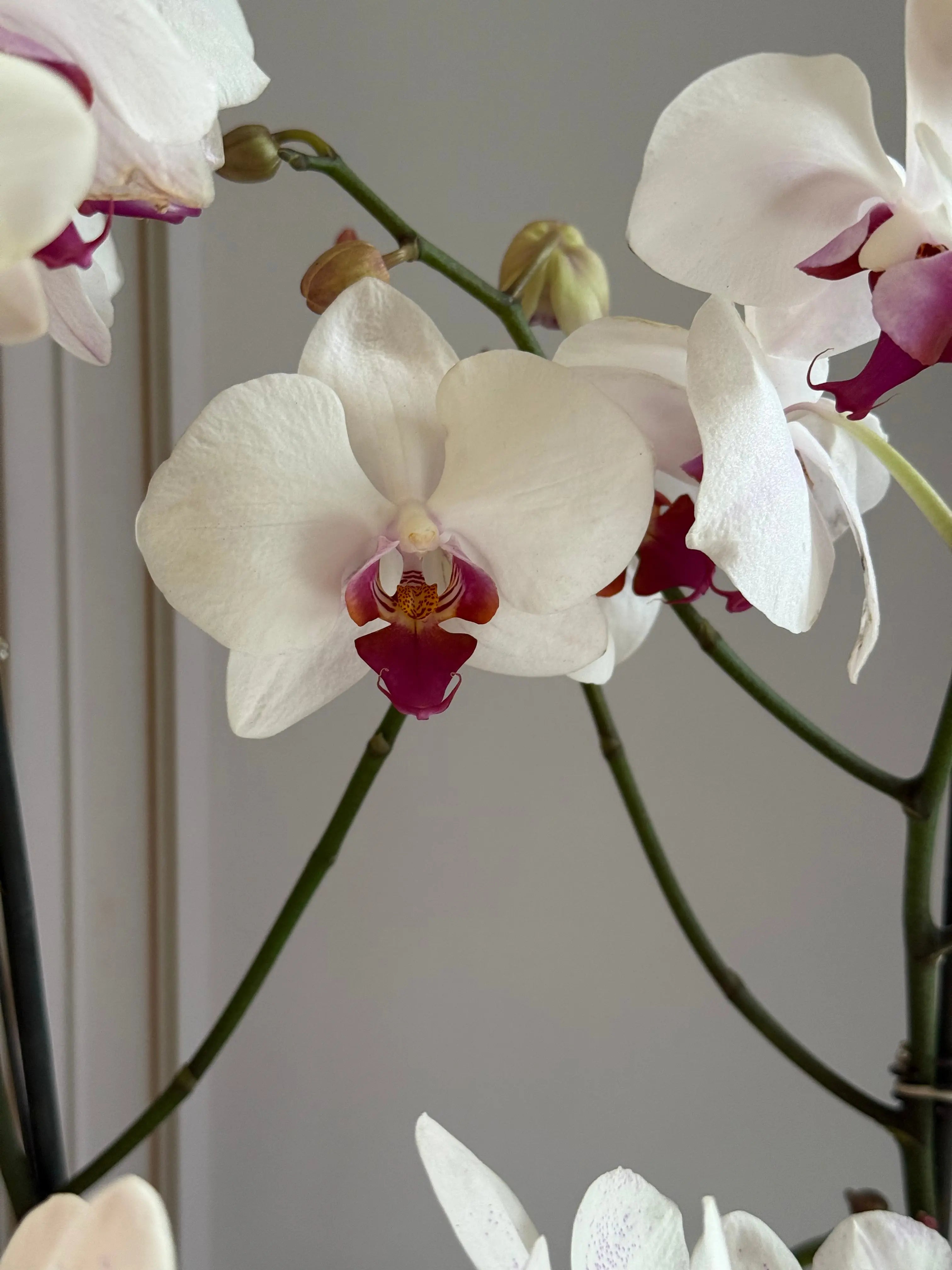 Phalaenopsis Pots - 3 stems 1magnolialane