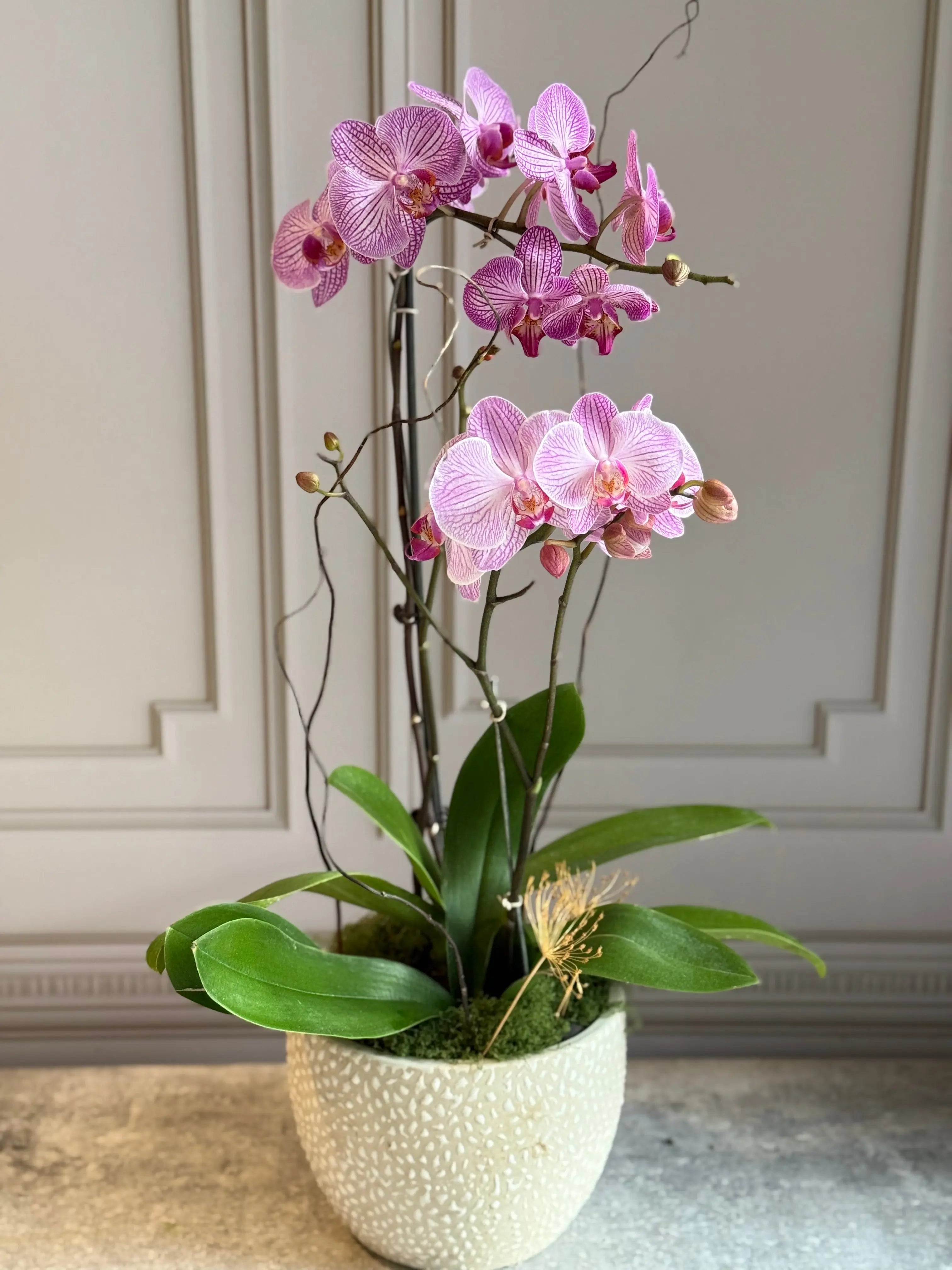 Phalaenopsis Pots - 2 stems 1magnolialane