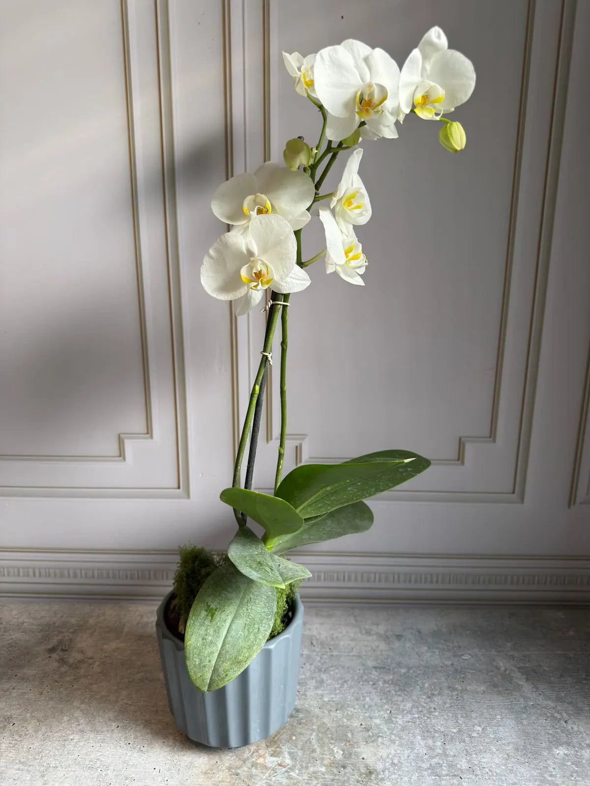 Phalaenopsis Plants (1 Stem) 11 1magnolialane