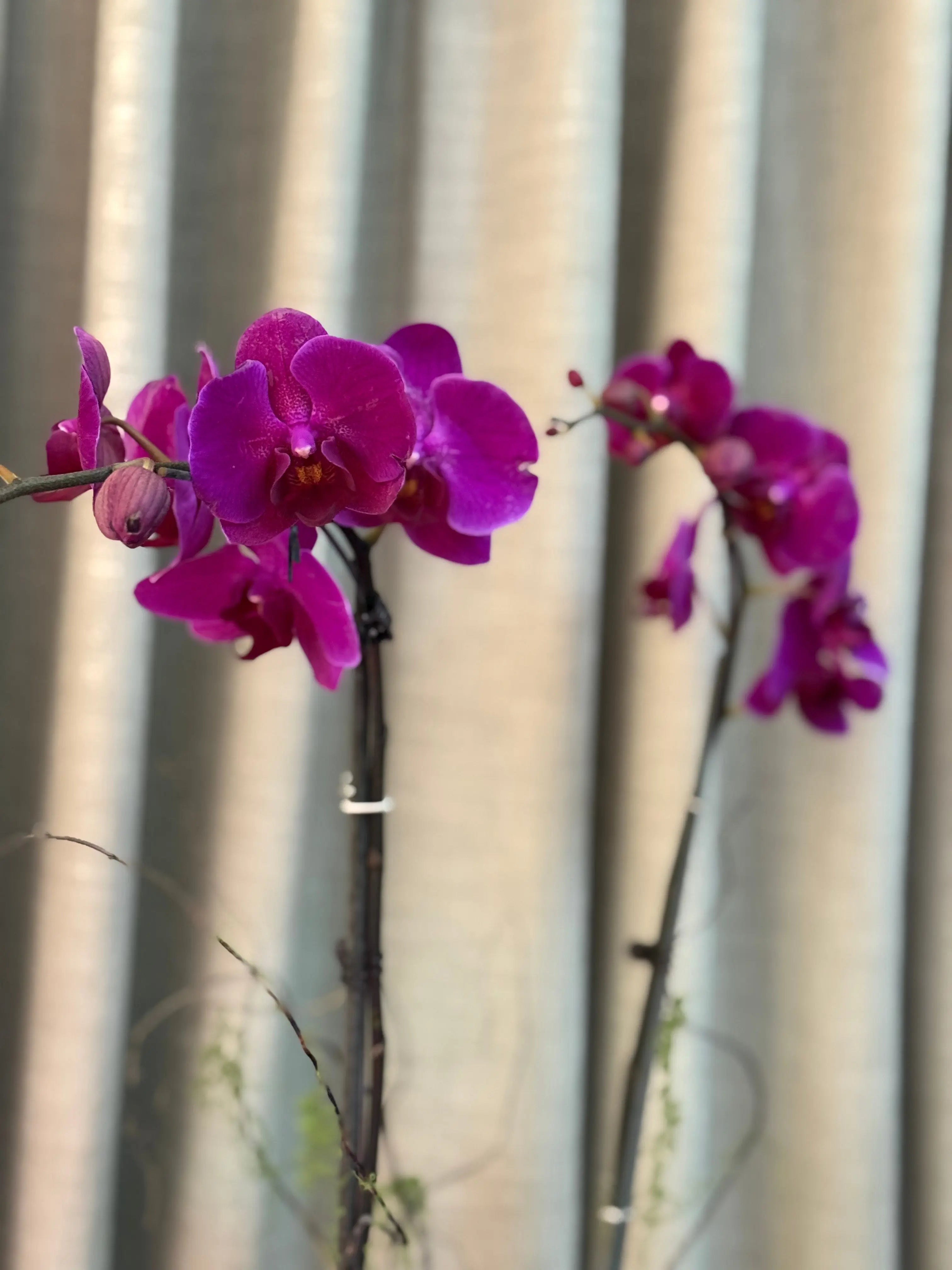 Phalaenopsis Pots - 2 stems Harper Seven. 1magnolialane