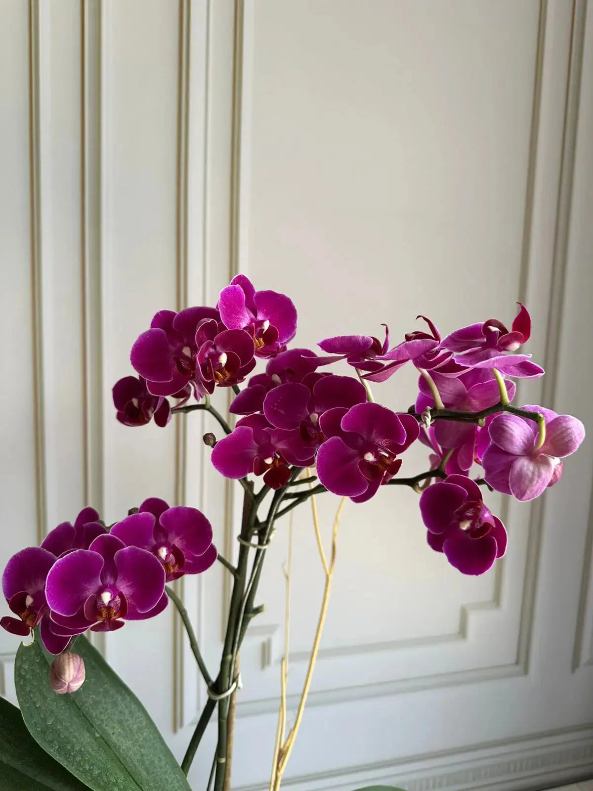 Phalaenopsis Plants (1 Stem) (Wiggle Jiggle) 1magnolialane