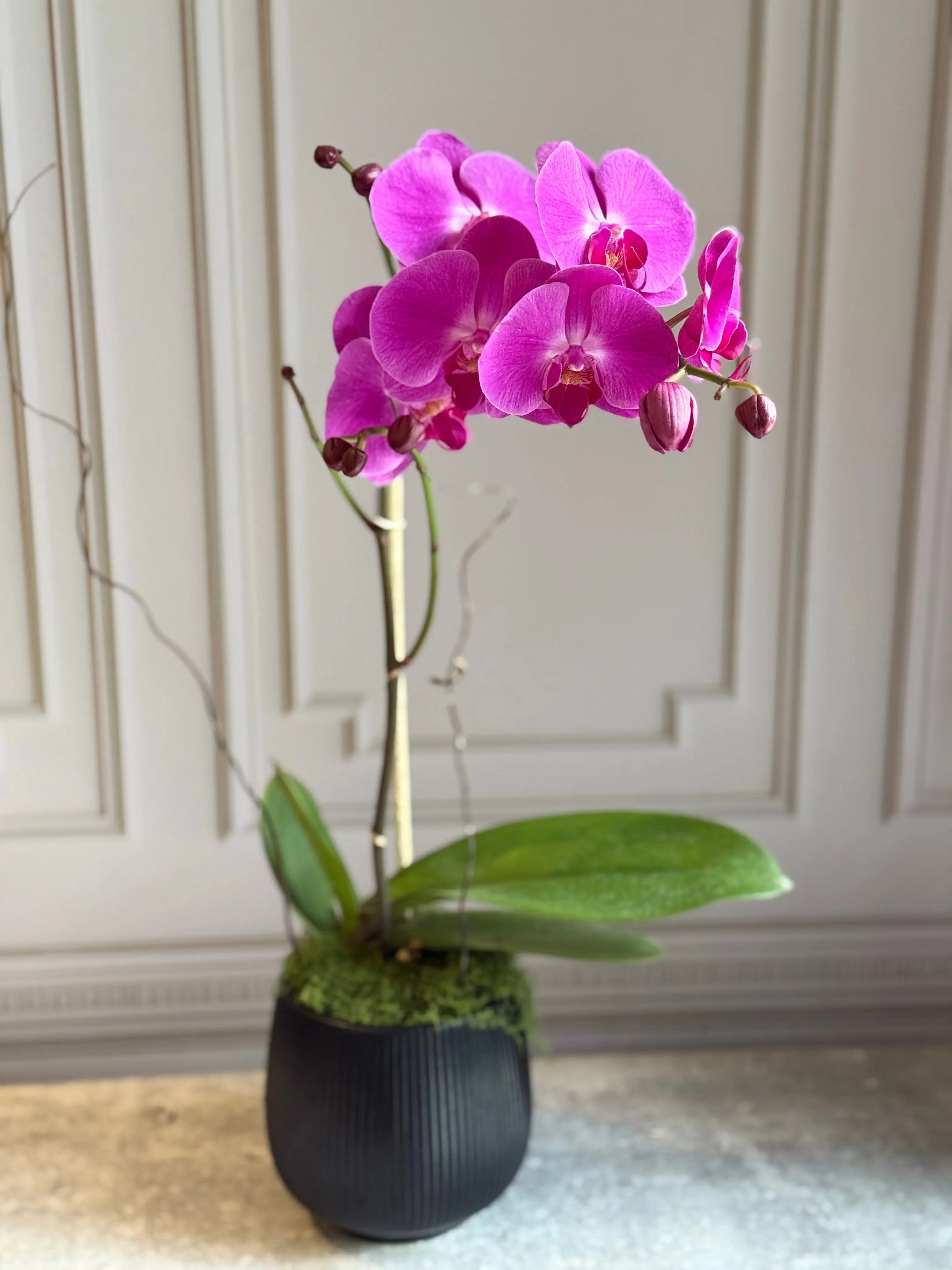 Phalaenopsis Pots - 1 Stem 1magnolialane