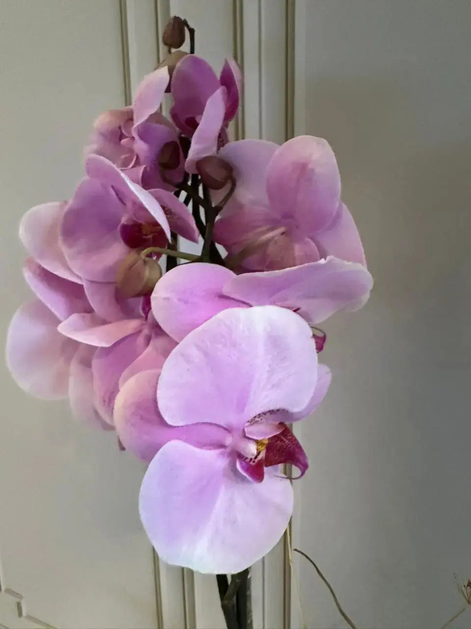 Phalaenopsis Plants (1 Stem) (Heartbreaker) 1magnolialane