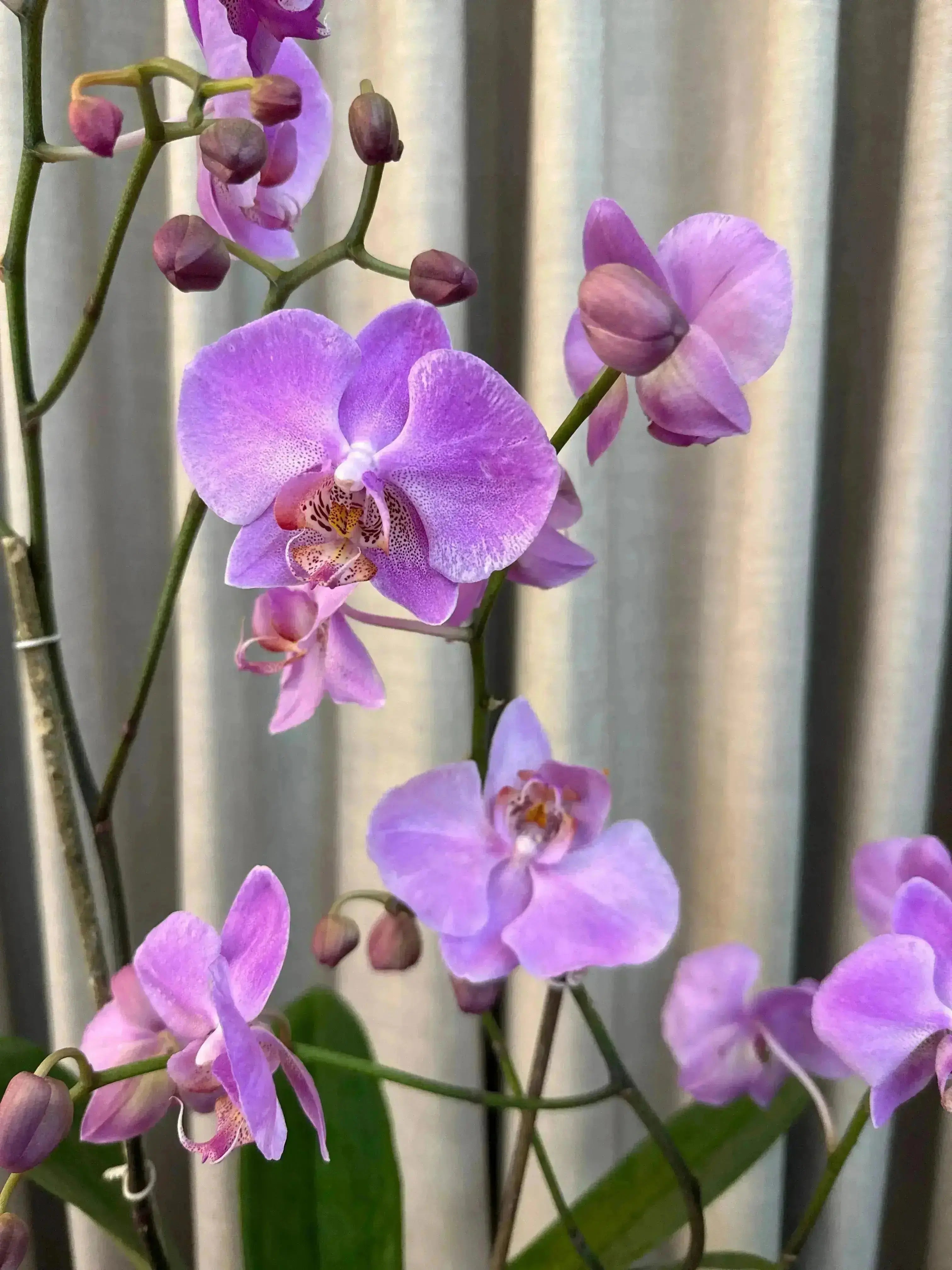 Phalaenopsis Pots - 1 Stem 1magnolialane