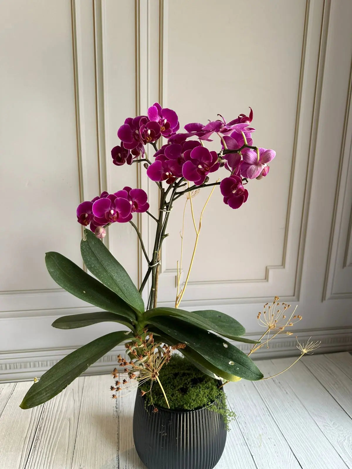 Phalaenopsis Plants (1 Stem) (Wiggle Jiggle) 1magnolialane