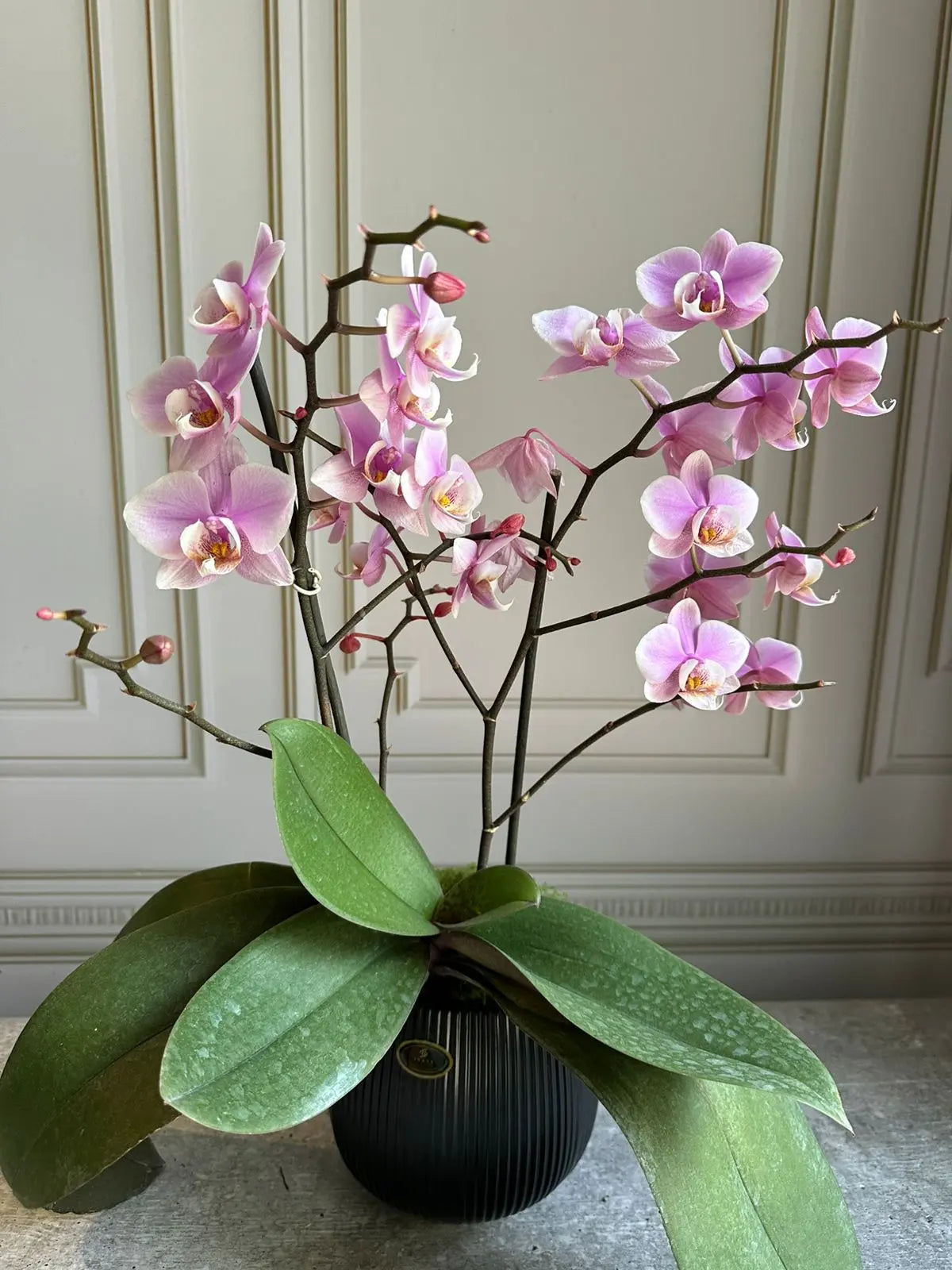 Phalaenopsis Pots ( 2 stems ) 26 1magnolialane