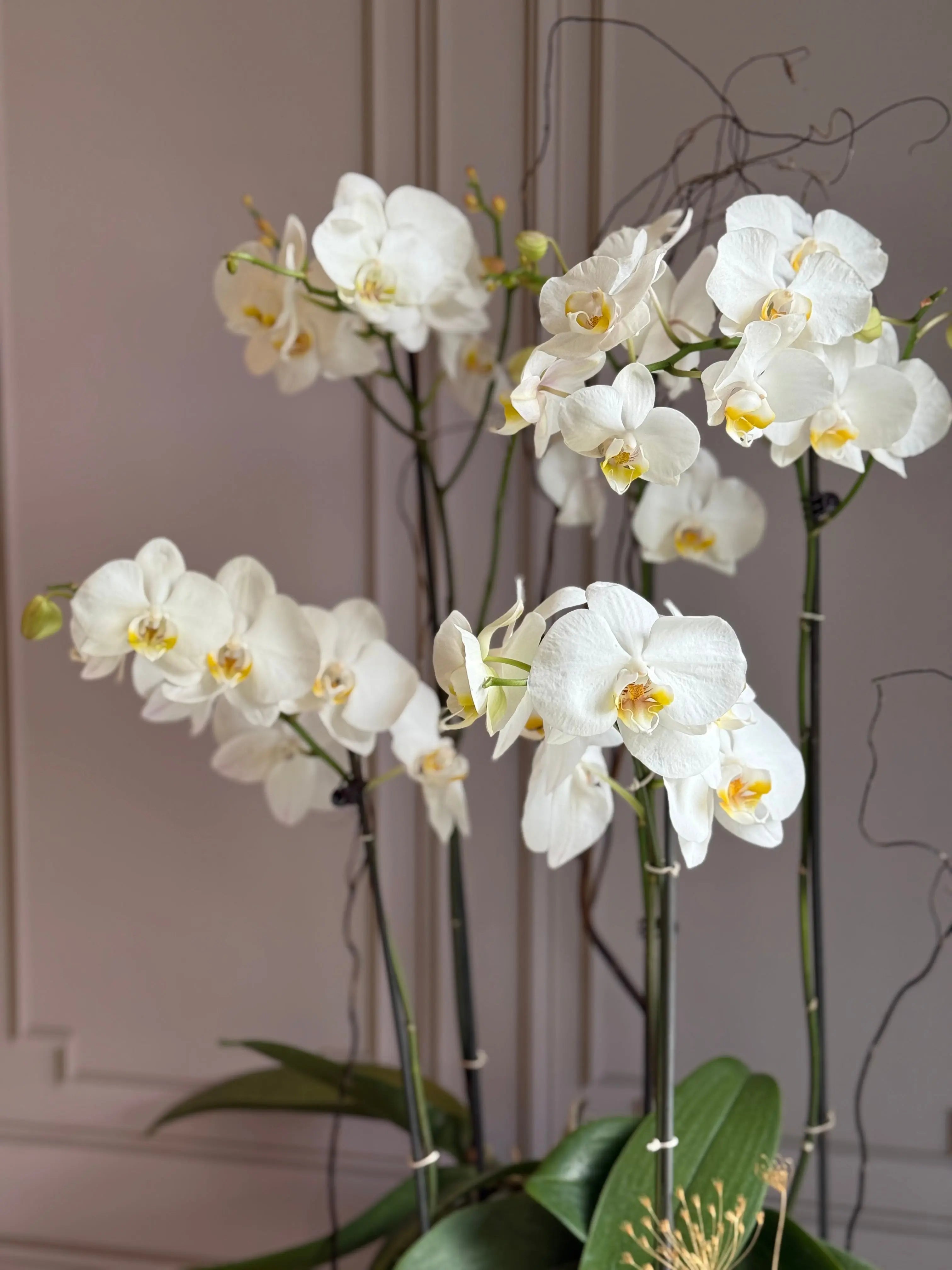 Phalaenopsis Pots - 5 stems 1magnolialane