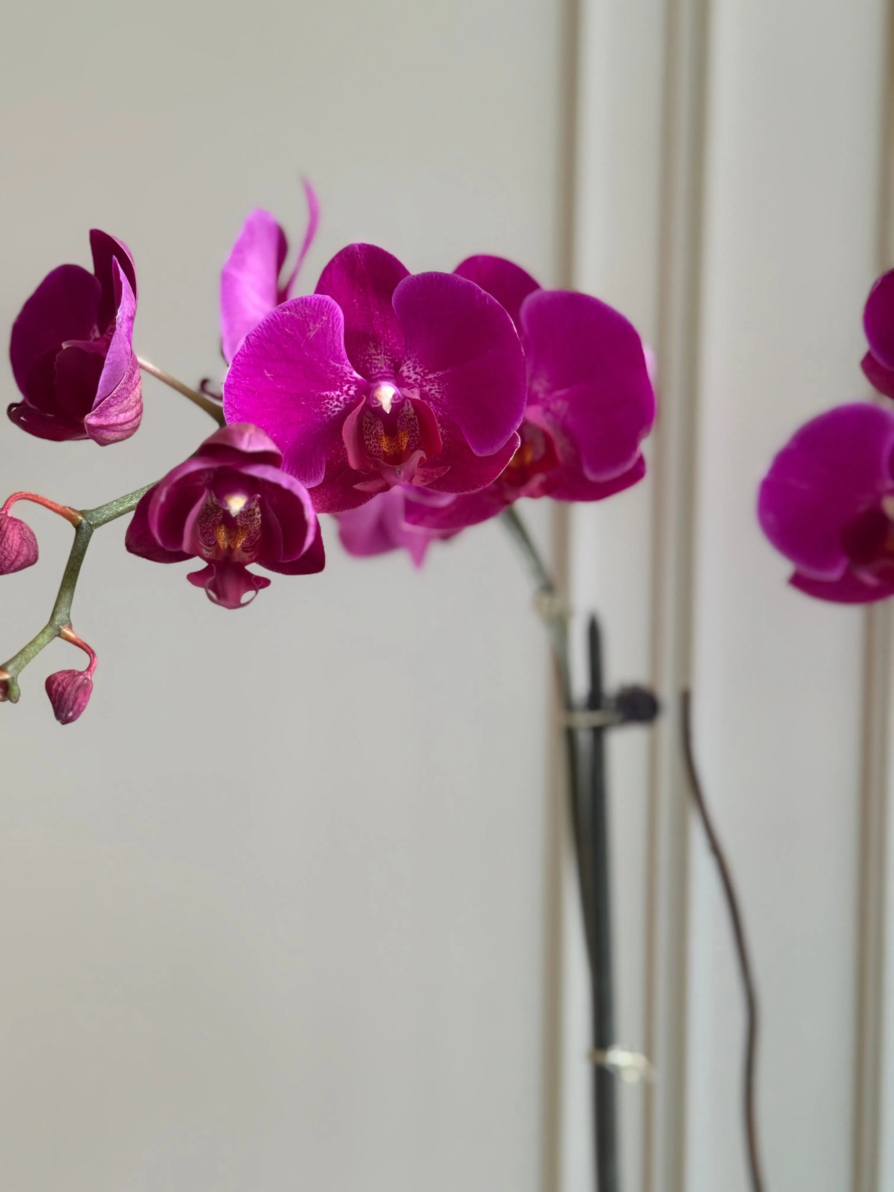 Phalaenopsis Pots - 2 stems 1magnolialane