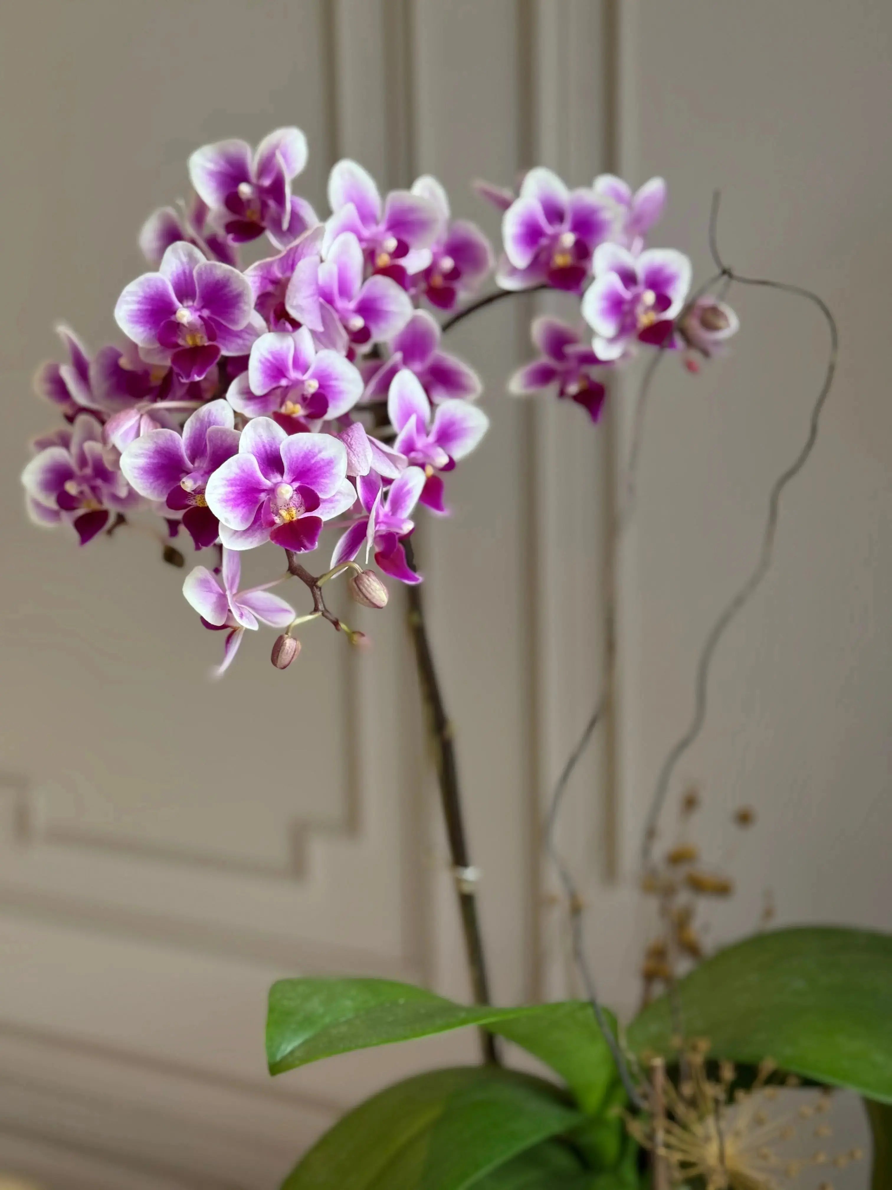 Phalaenopsis Pots - 1 Stem 1magnolialane