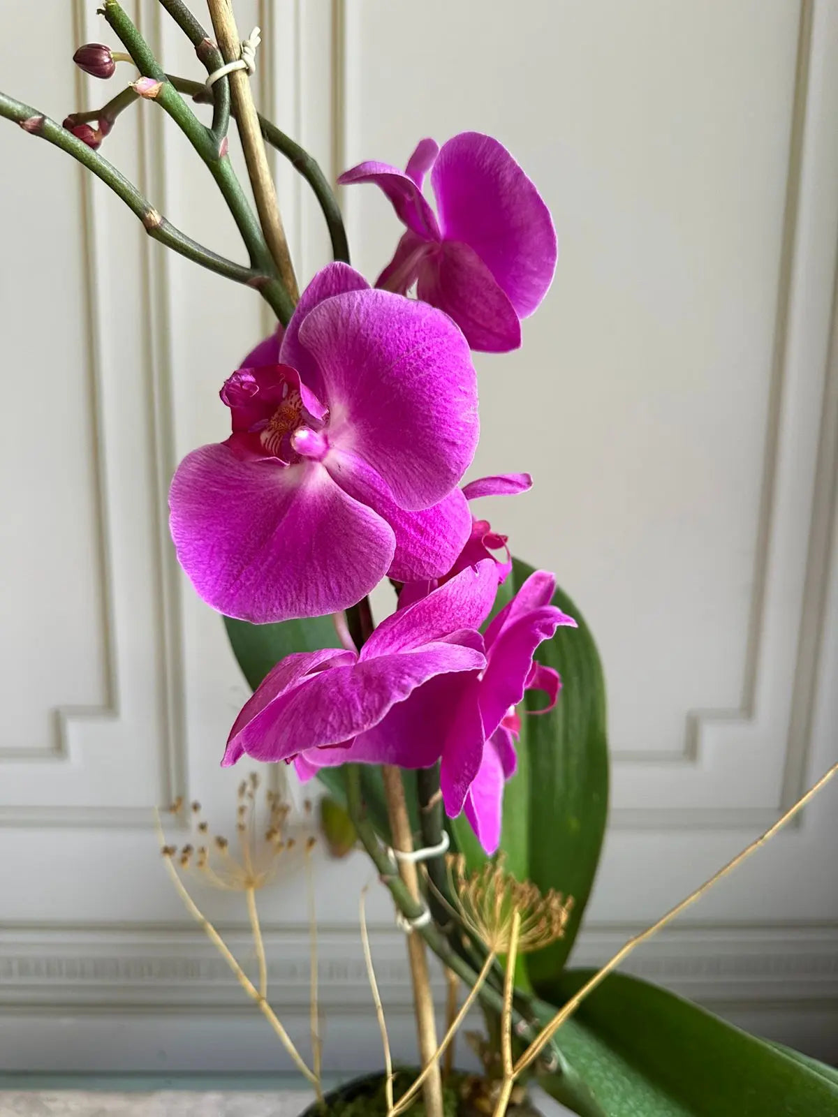 Phalaenopsis Pots ( 2 stems ) 22 1magnolialane