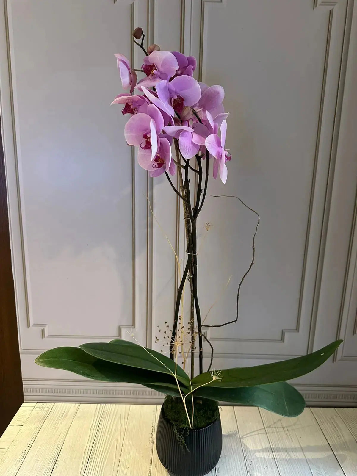 Phalaenopsis Plants (1 Stem) (Heartbreaker) 1magnolialane