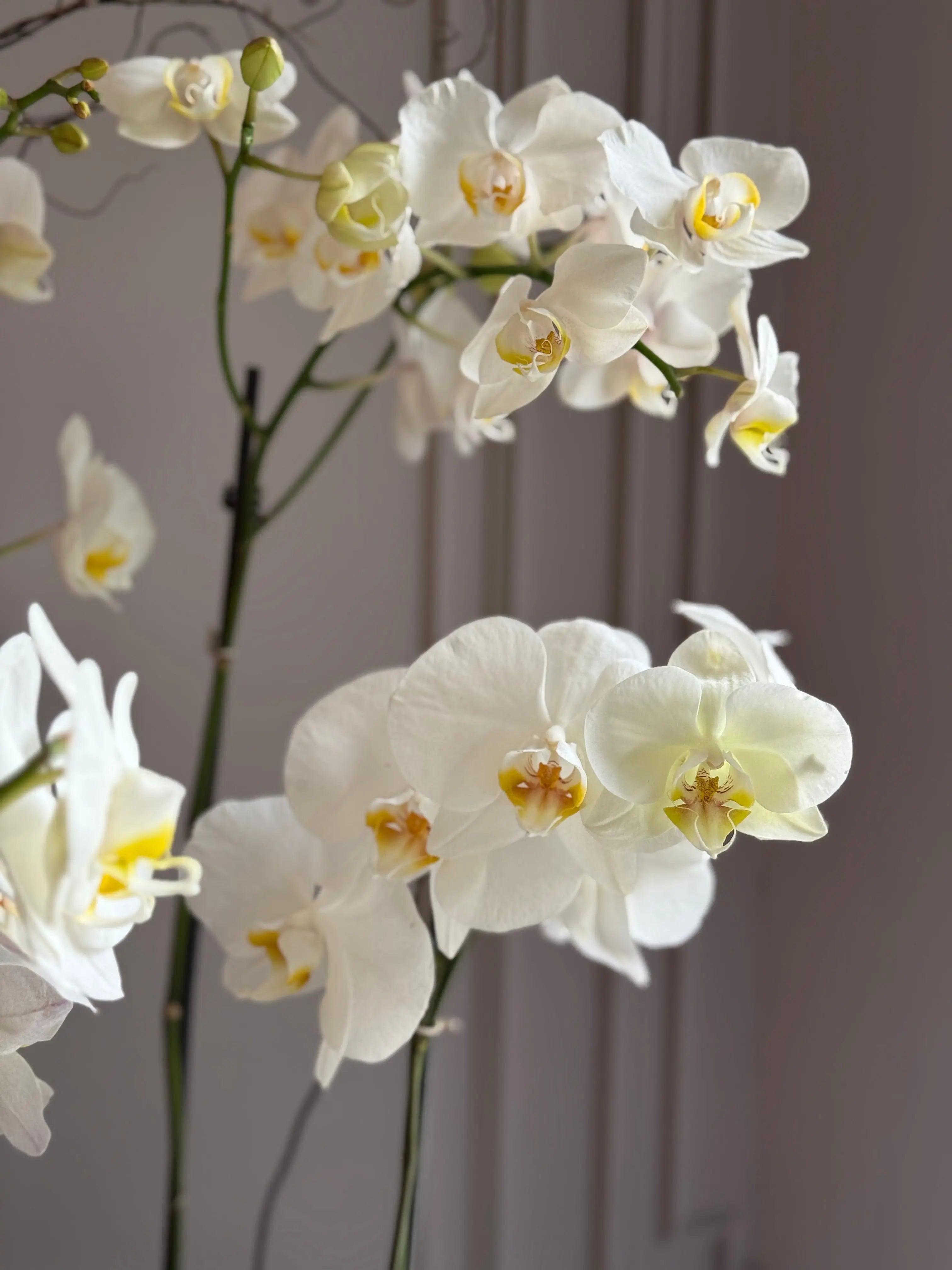 Phalaenopsis Pots - 5 stems 1magnolialane