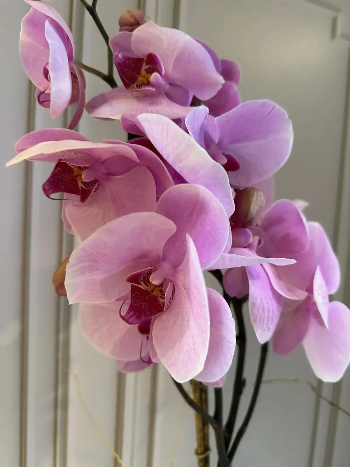 Phalaenopsis Plants (1 Stem) (Heartbreaker) 1magnolialane