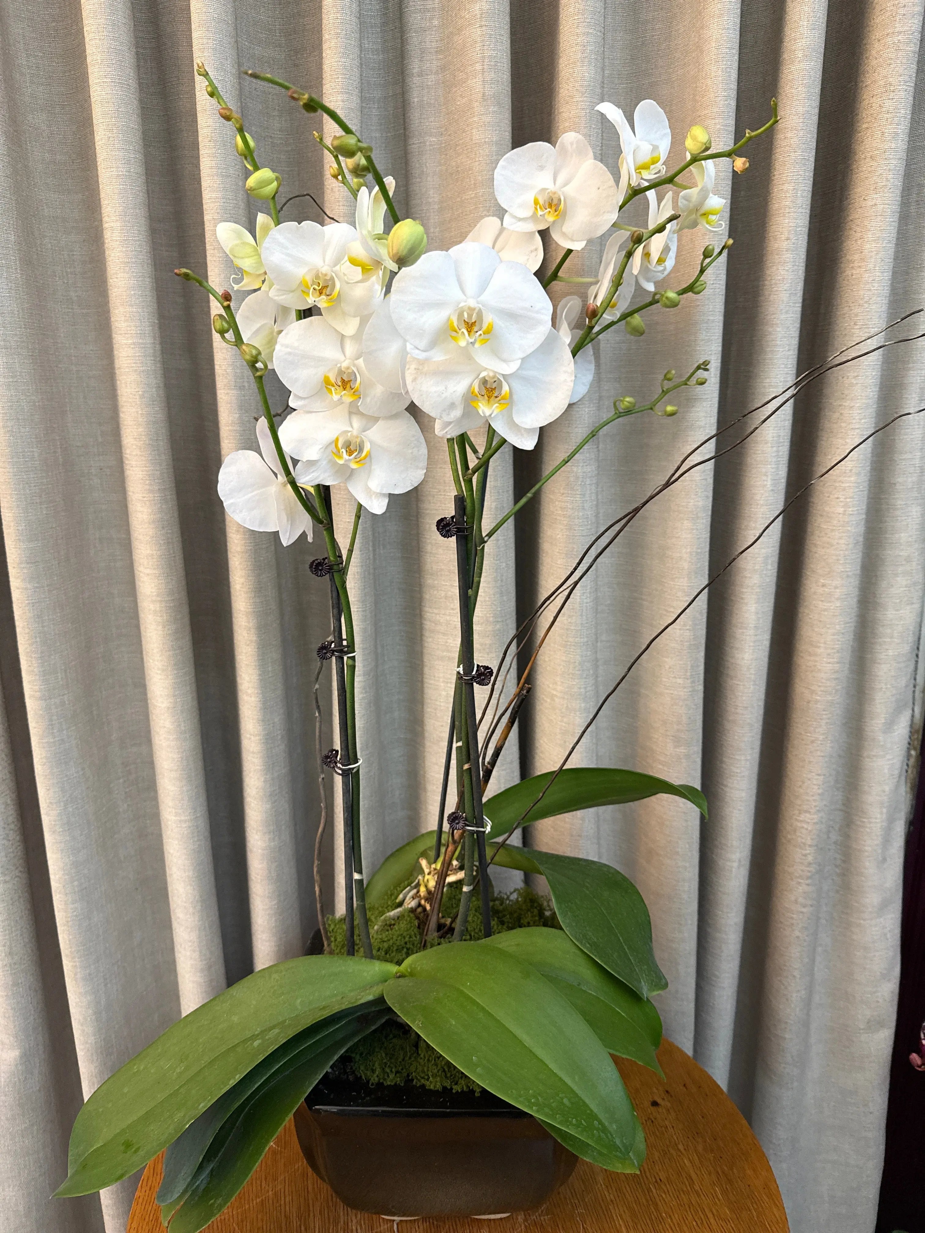 Phalaenopsis Pots (3 stems) Misty Snow  - Jan 1magnolialane