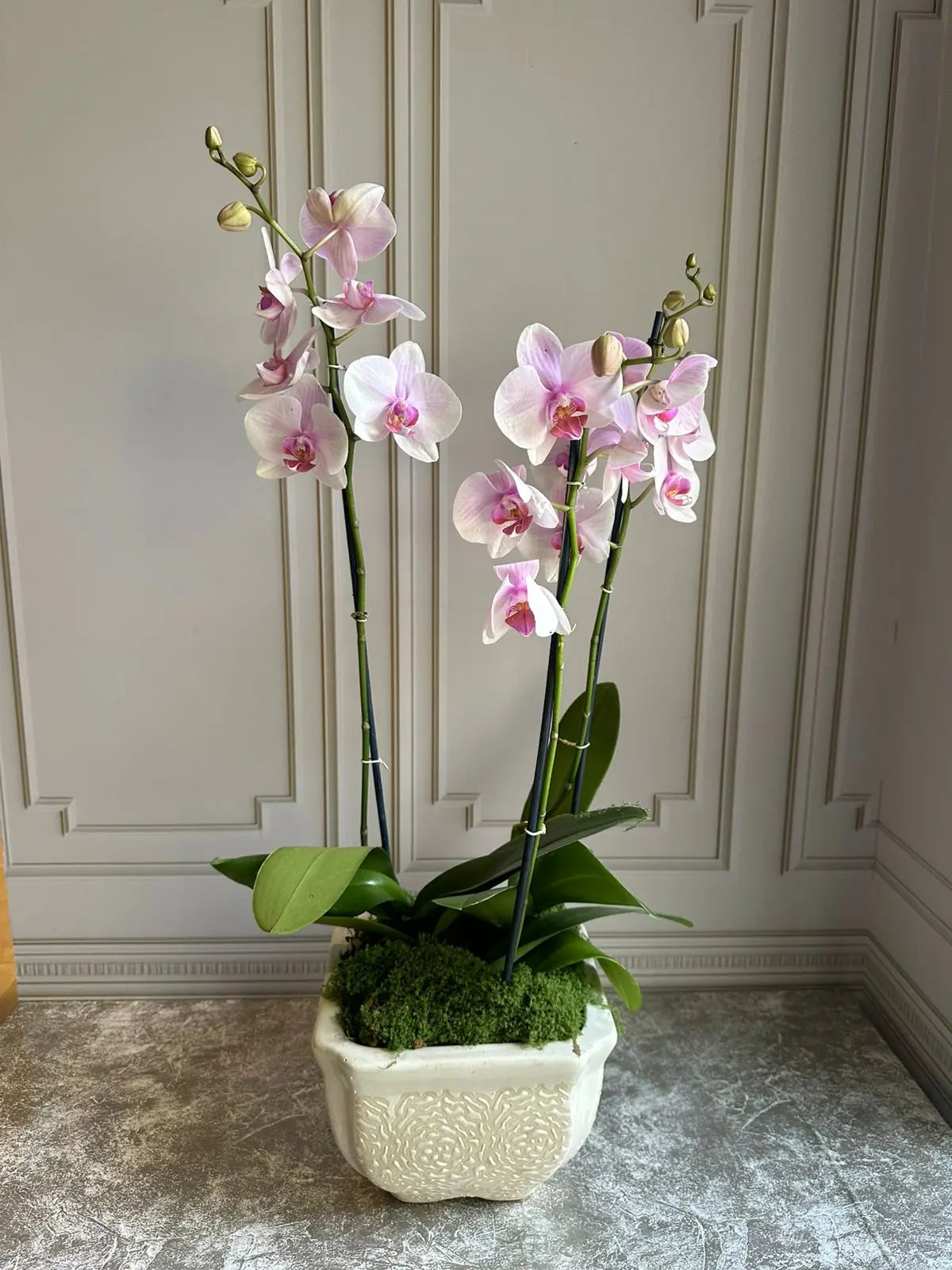 Phalaenopsis Pots (3 stems) Light Pink 1magnolialane